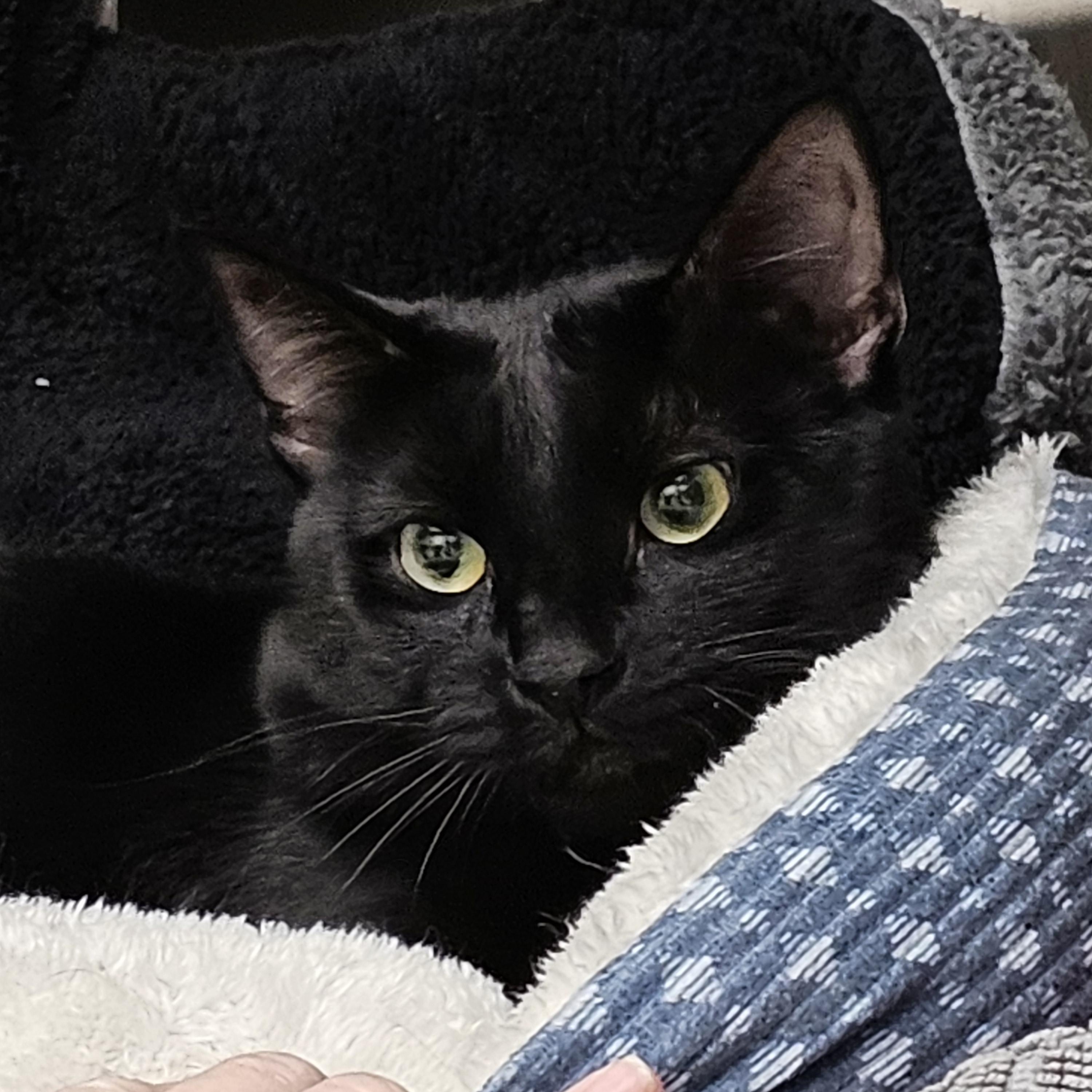 Pedro, adopted, Young Male Domestic Short Hair.