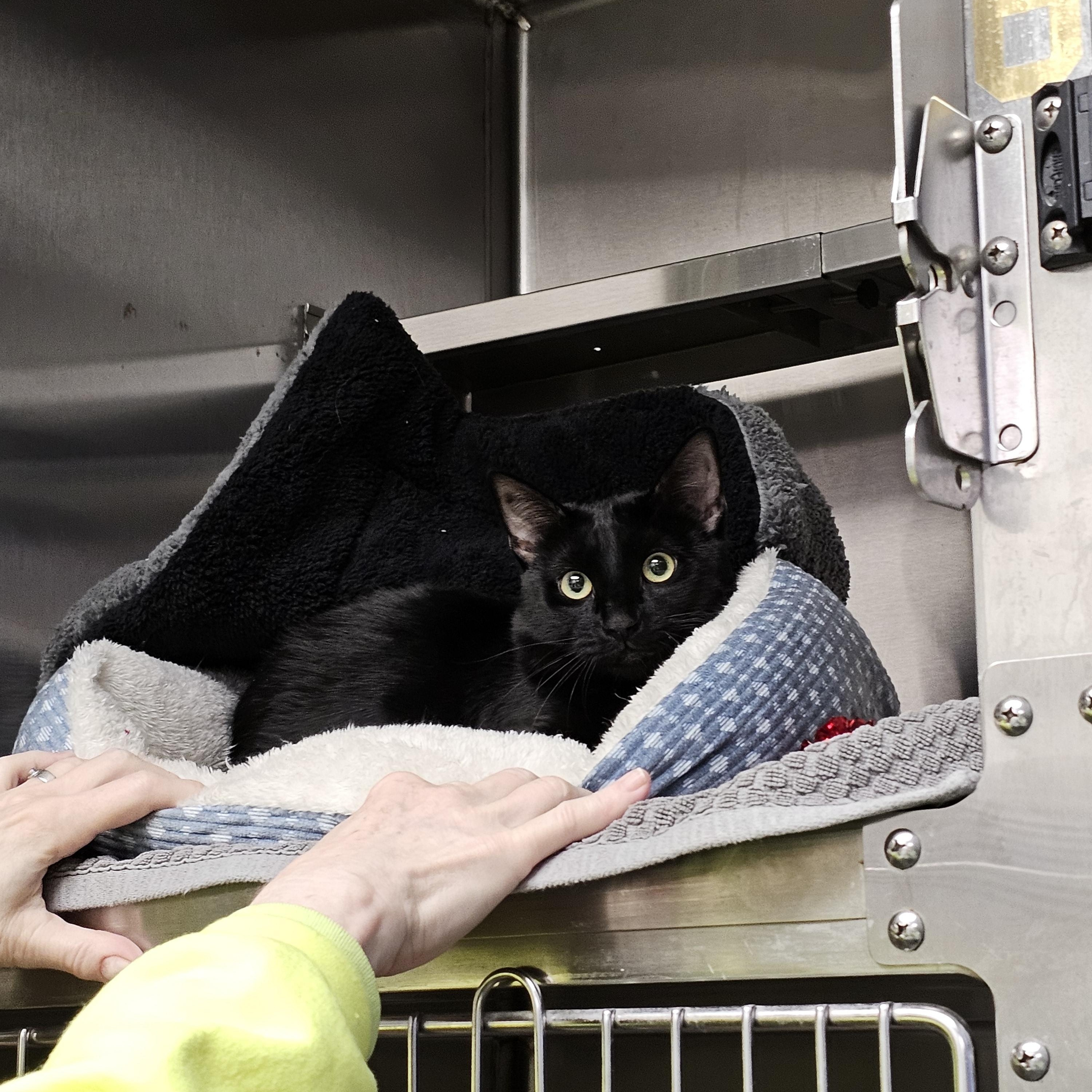 Pedro, an adopted Domestic Short Hair in Stratford, CT image 2/3