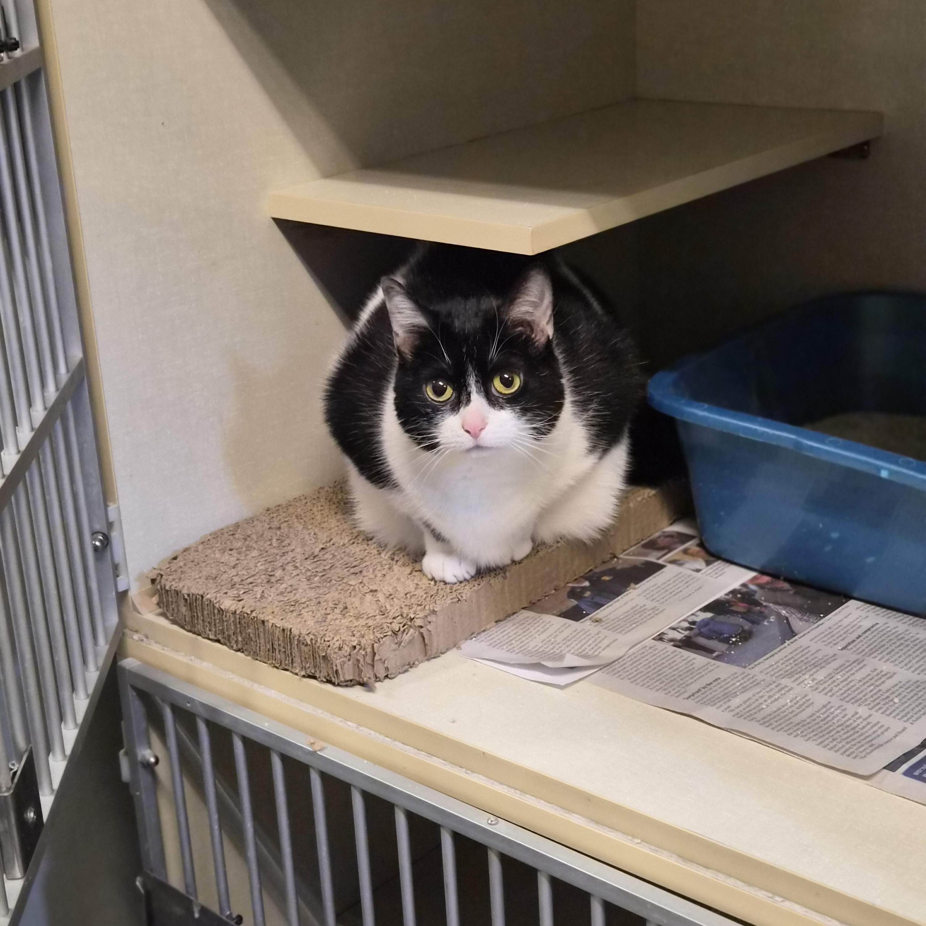 Enlarge Tuesday, a Adoptable Domestic Short Hair in Cornelius, NC image 5/6