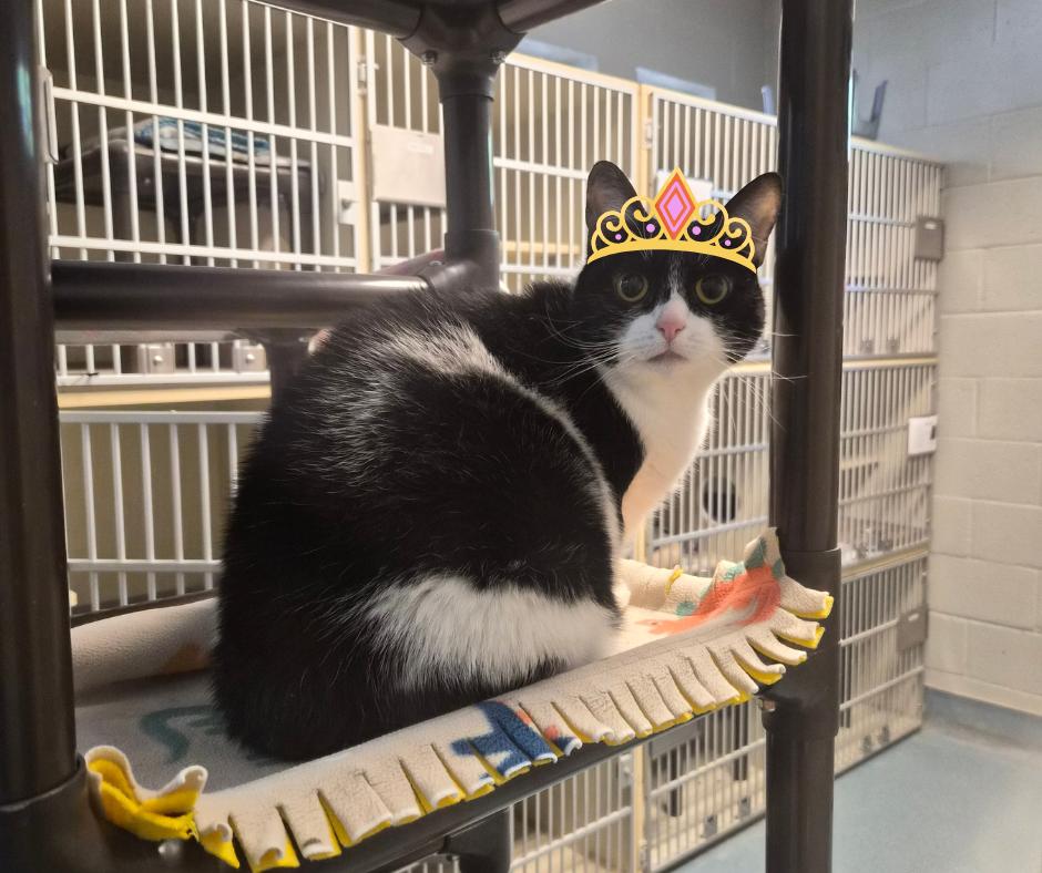 Enlarge Tuesday, a Adoptable Domestic Short Hair in Cornelius, NC image 2/6