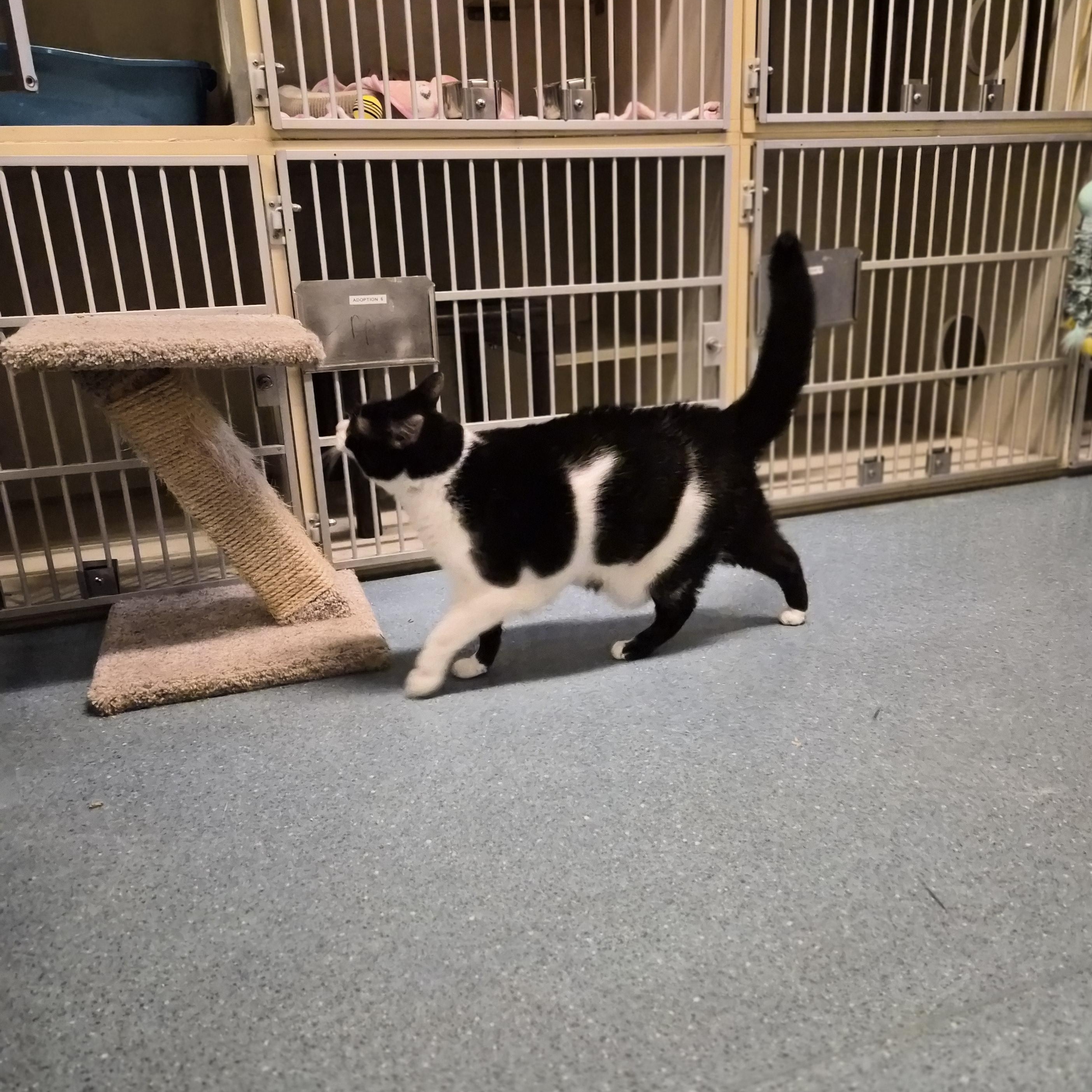 Enlarge Tuesday, a Adoptable Domestic Short Hair in Cornelius, NC image 6/6