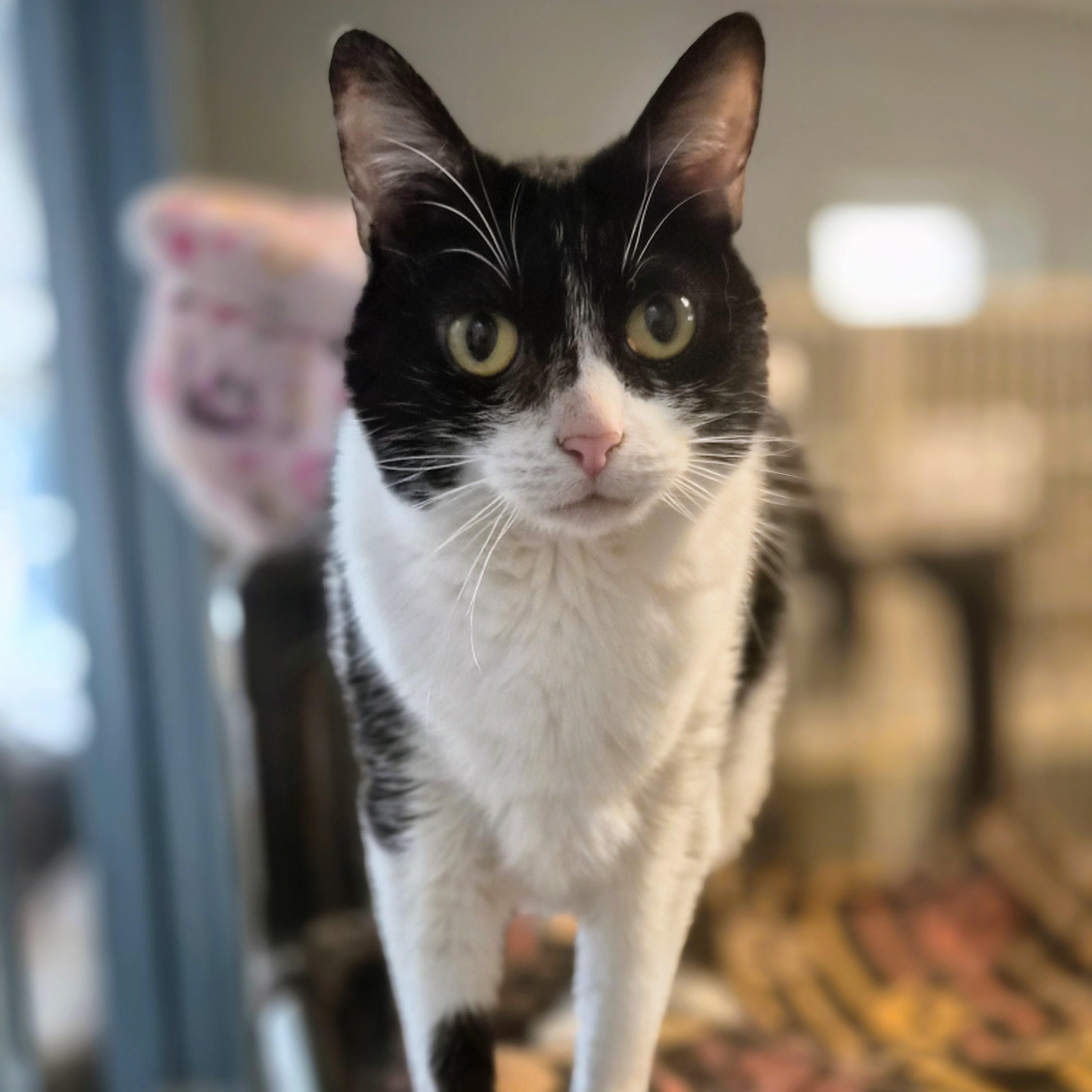 Tuesday, Adoptable, Young Female Domestic Short Hair.