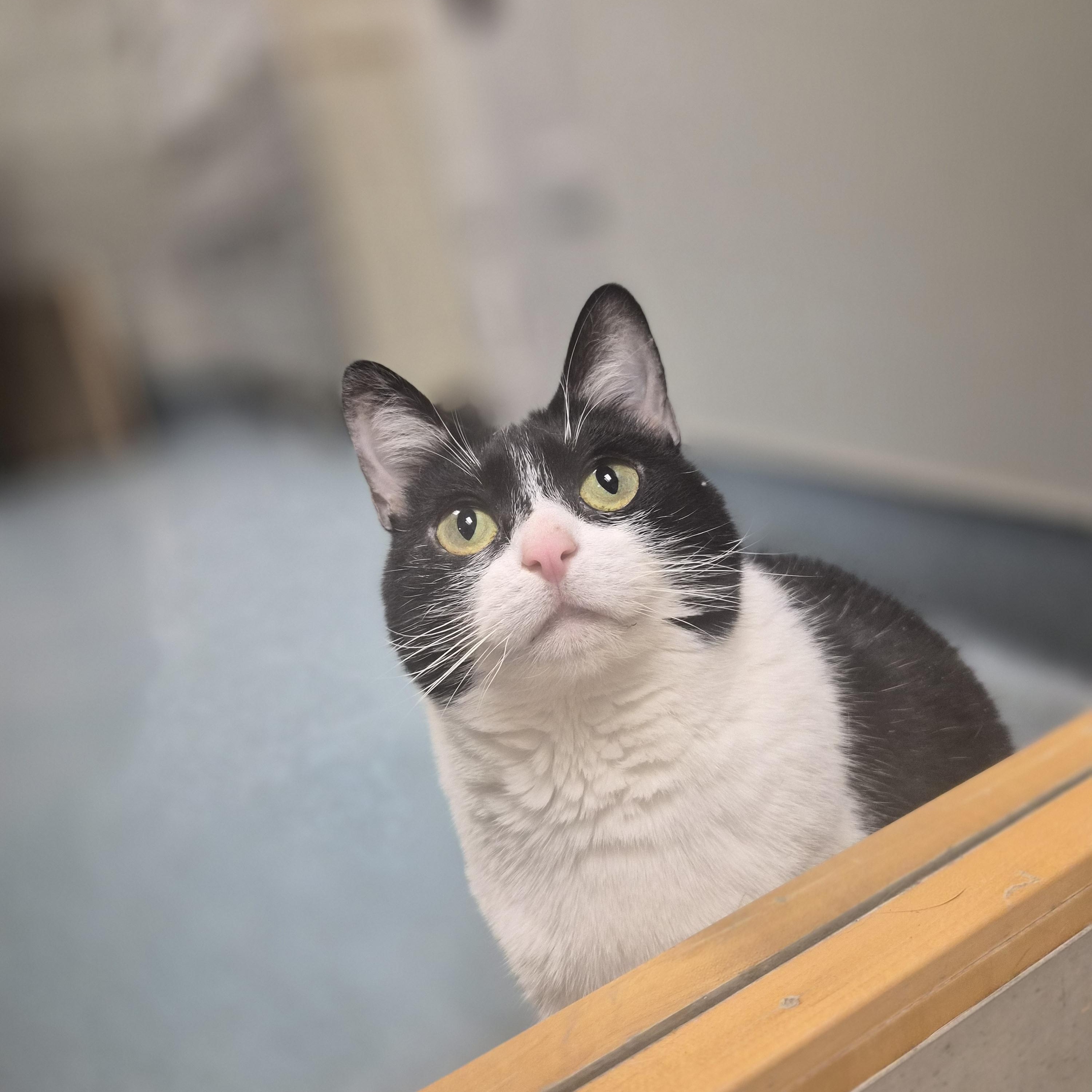 Enlarge Tuesday, a Adoptable Domestic Short Hair in Cornelius, NC image 1/6