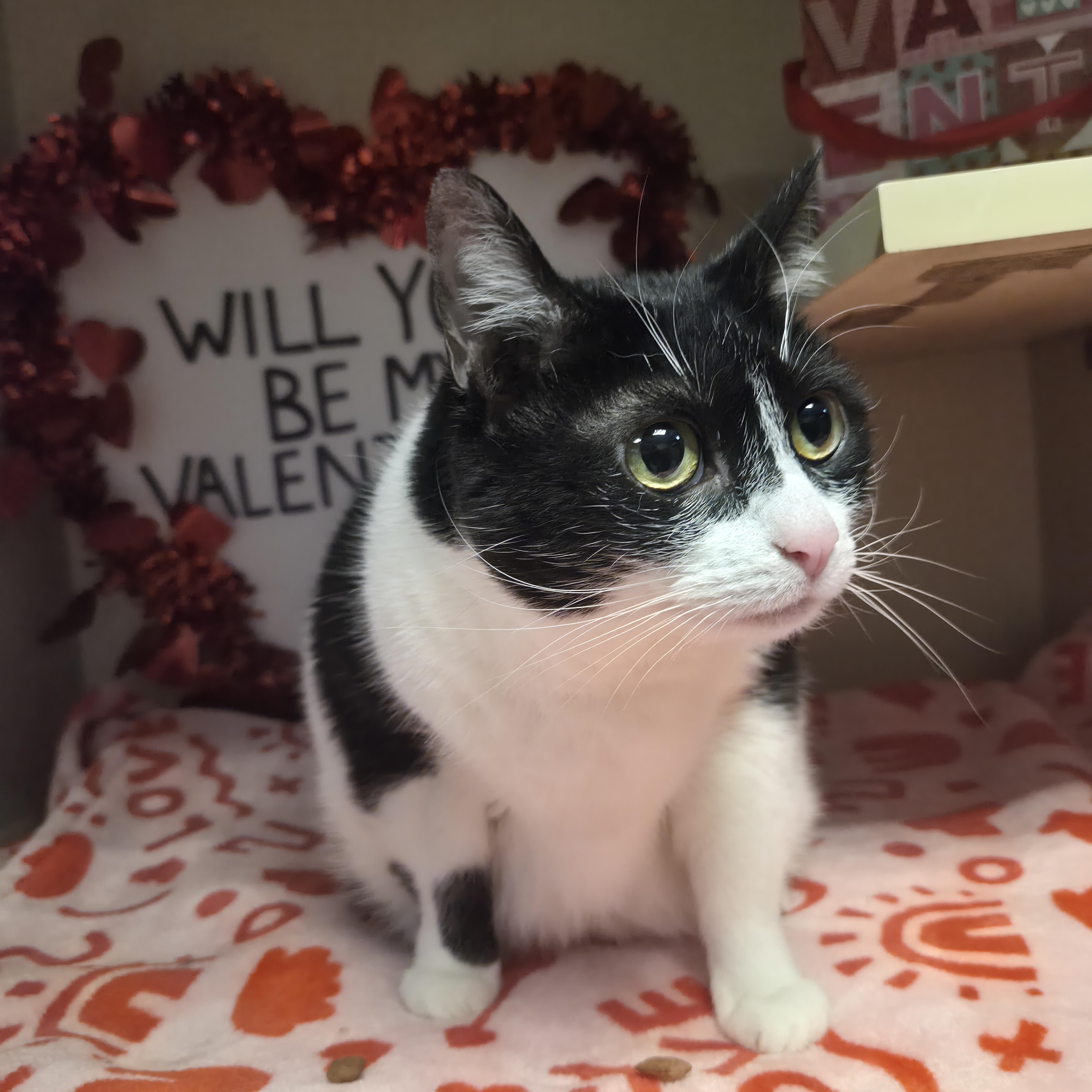 Enlarge Tuesday, a Adoptable Domestic Short Hair in Cornelius, NC image 2/6