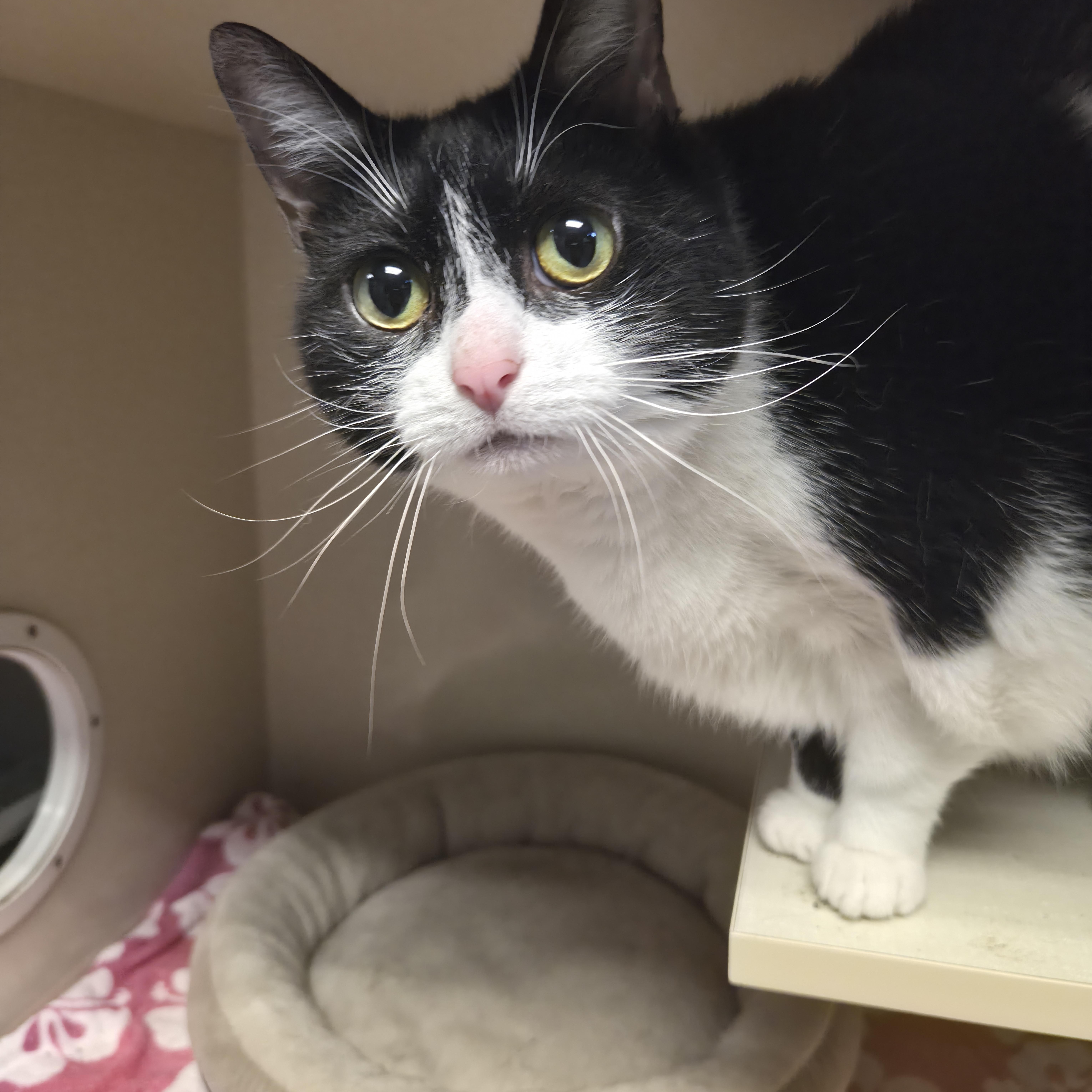 Enlarge Tuesday, a Adoptable Domestic Short Hair in Cornelius, NC image 3/6