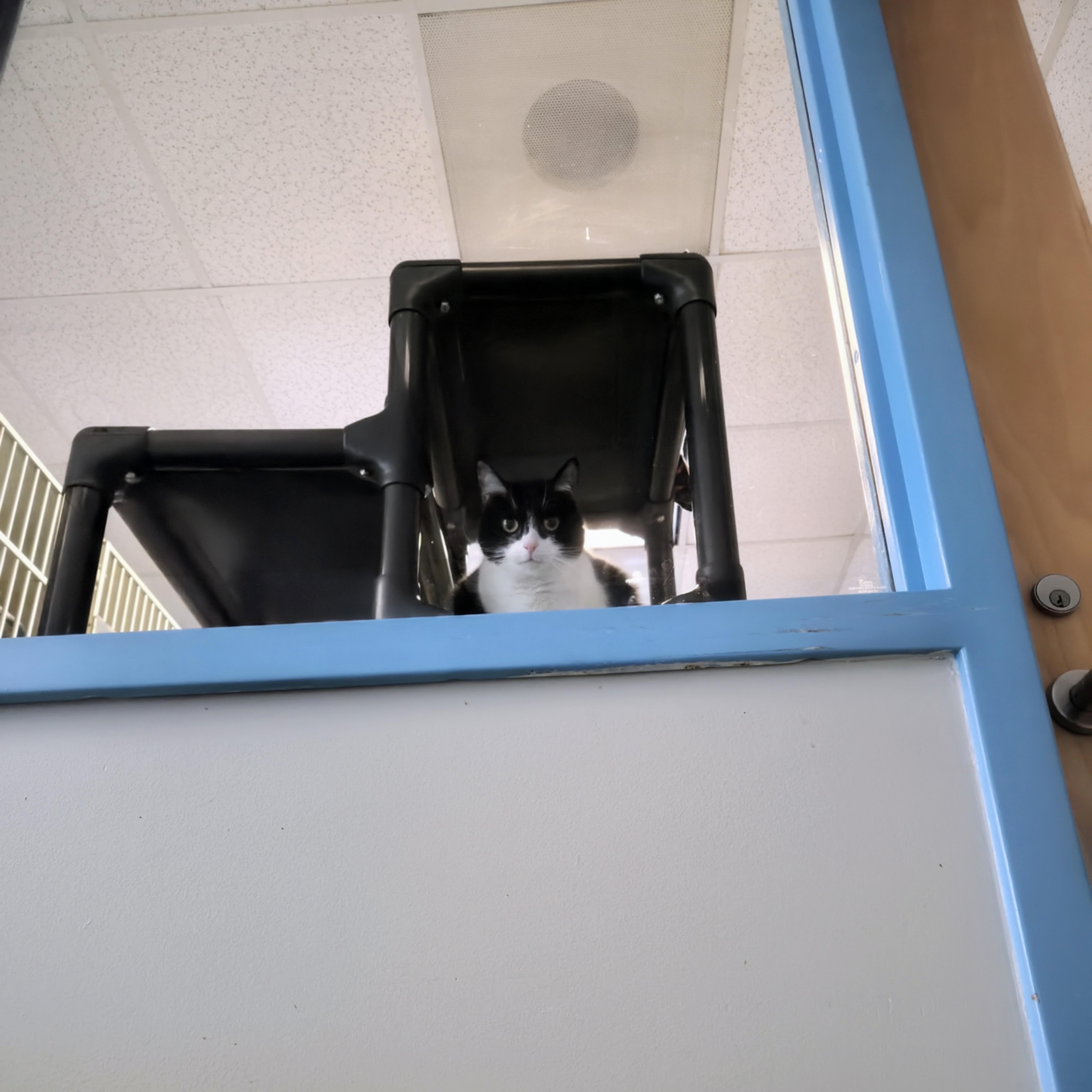 Enlarge Tuesday, a Adoptable Domestic Short Hair in Cornelius, NC image 5/6