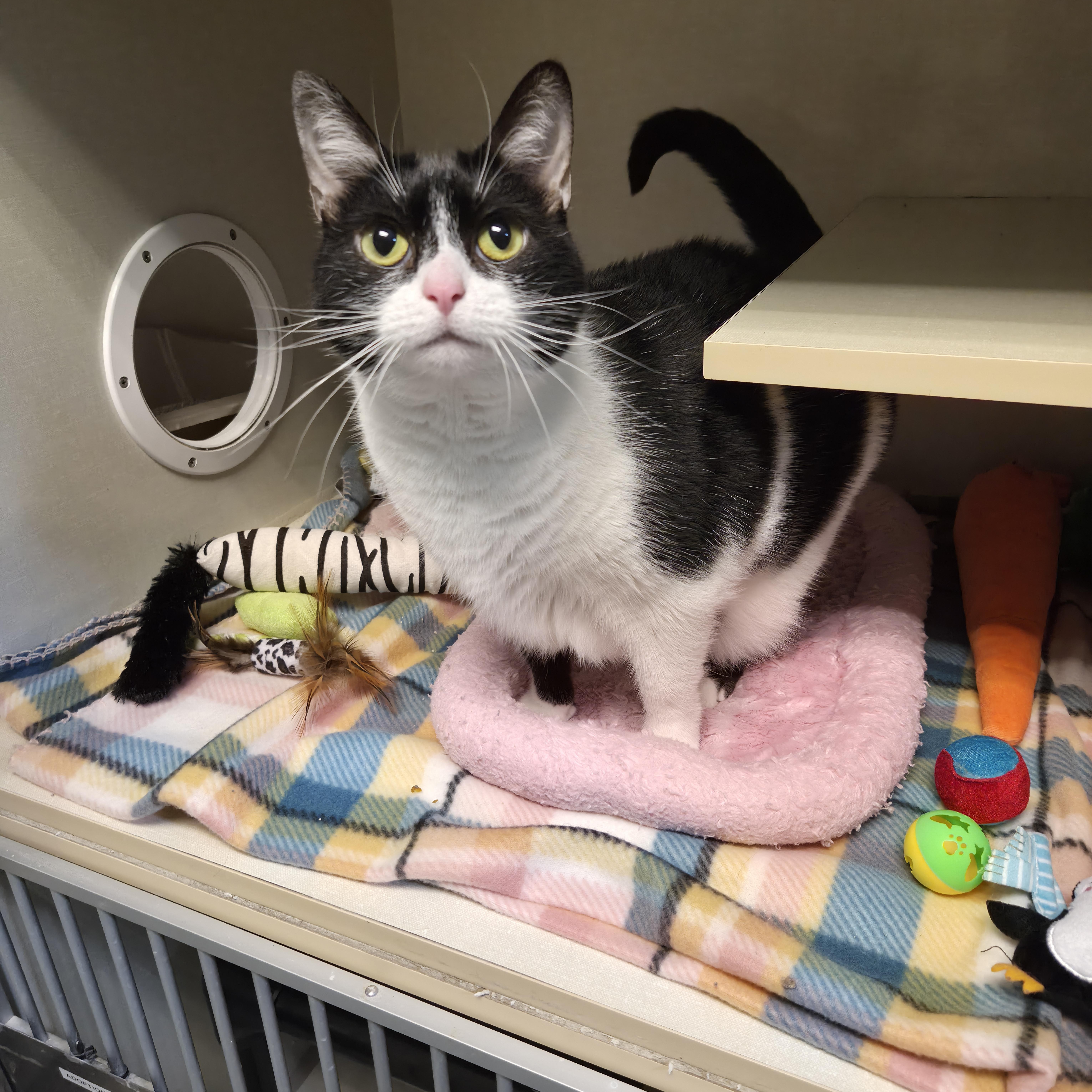 Tuesday, Adoptable, Young Female Domestic Short Hair.