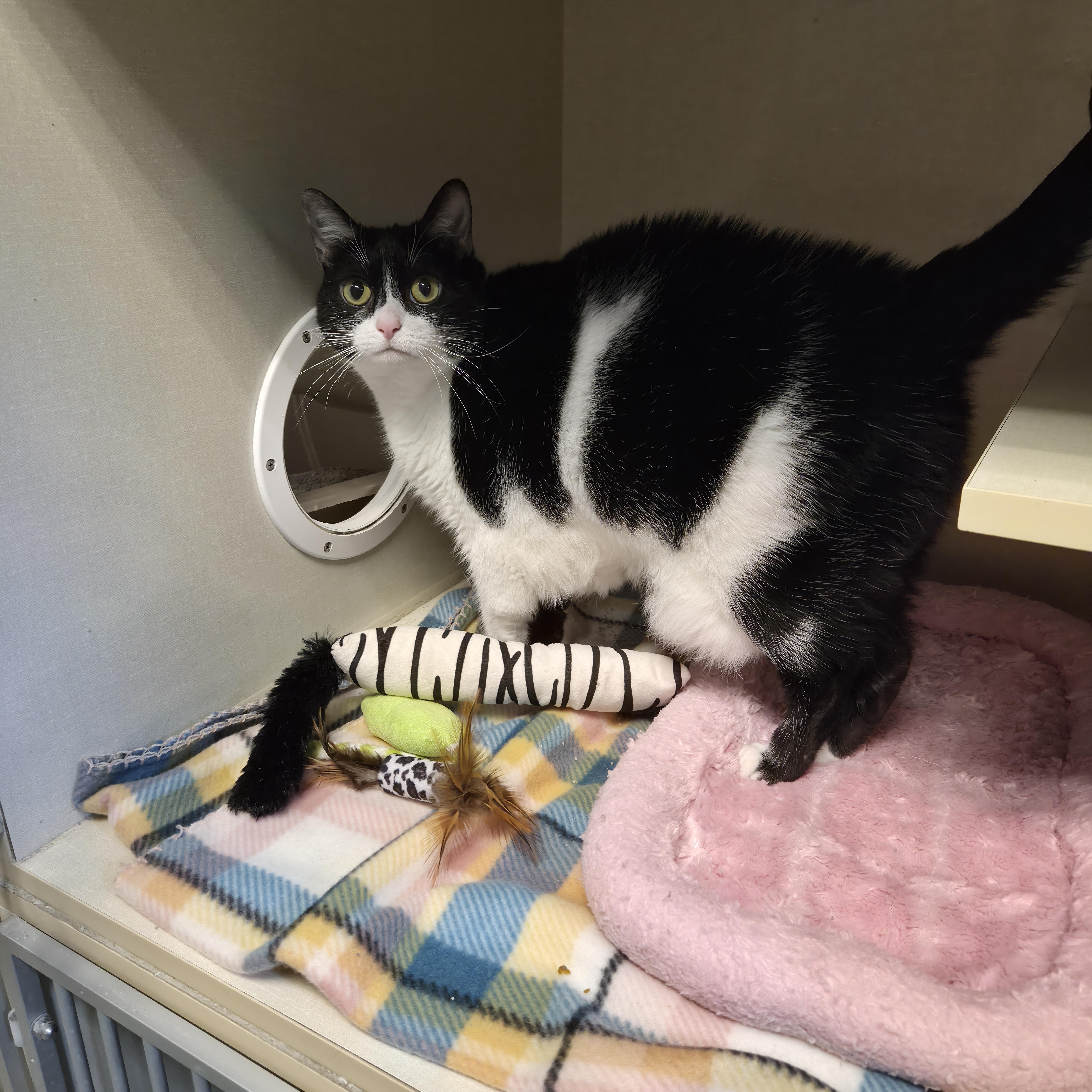 Enlarge Tuesday, a Adoptable Domestic Short Hair in Cornelius, NC image 4/6