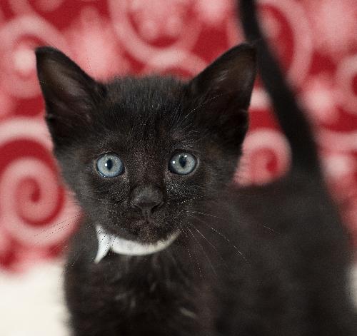 Enlarge Noelle, a Adoptable Domestic Short Hair in Lafayette, LA image 1/5