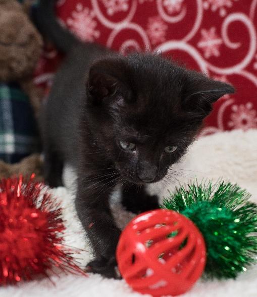 Enlarge Noelle, a Adoptable Domestic Short Hair in Lafayette, LA image 4/5