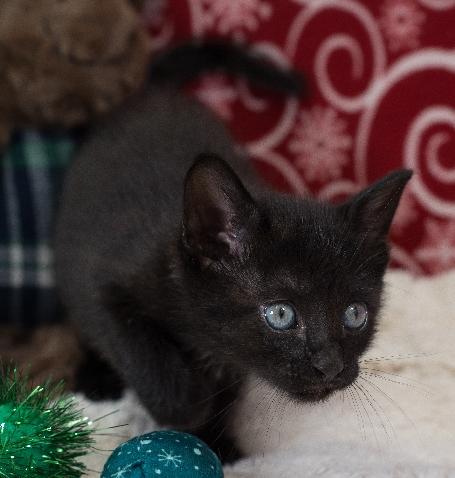 Enlarge Noelle, a Adoptable Domestic Short Hair in Lafayette, LA image 3/5