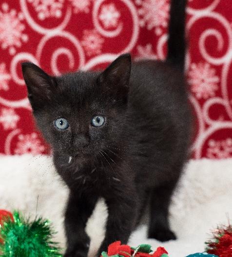 Enlarge Noelle, a Adoptable Domestic Short Hair in Lafayette, LA image 2/5