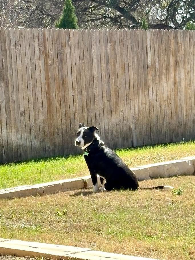 Enlarge Rodger, a Adoptable mixed breed in New Braunfels, TX image 2/6