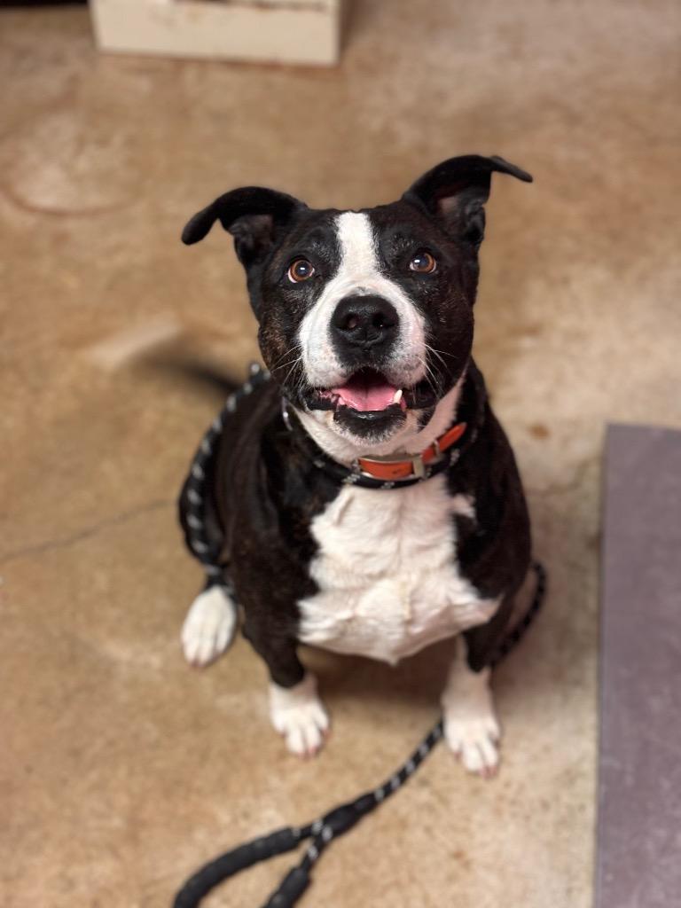 Rodger, Adoptable, Senior Male American Staffordshire Terrier.