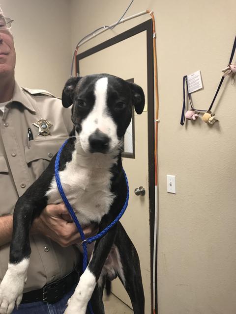 Enlarge Rodger, a Adoptable mixed breed in New Braunfels, TX image 5/6