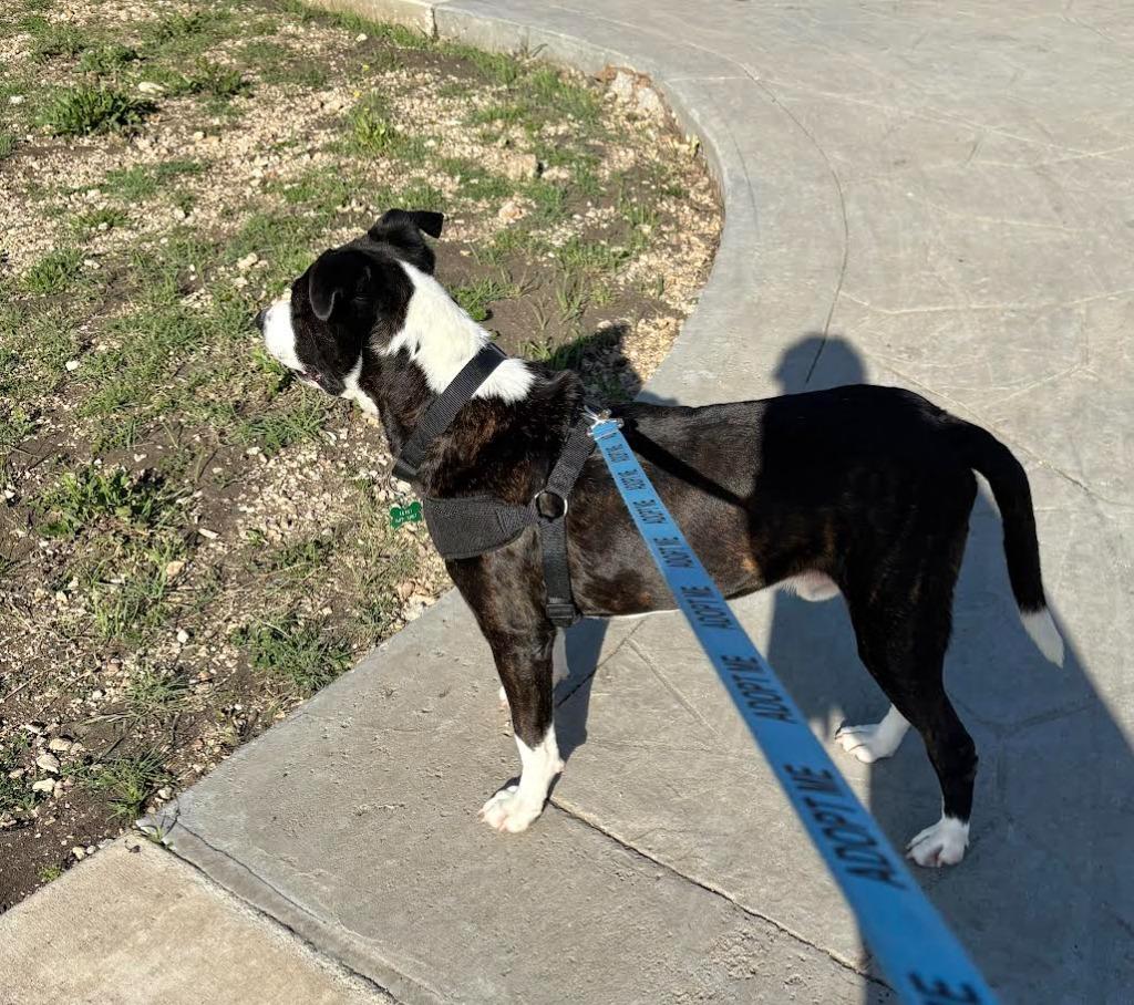 Enlarge Rodger, a Adoptable mixed breed in New Braunfels, TX image 6/6