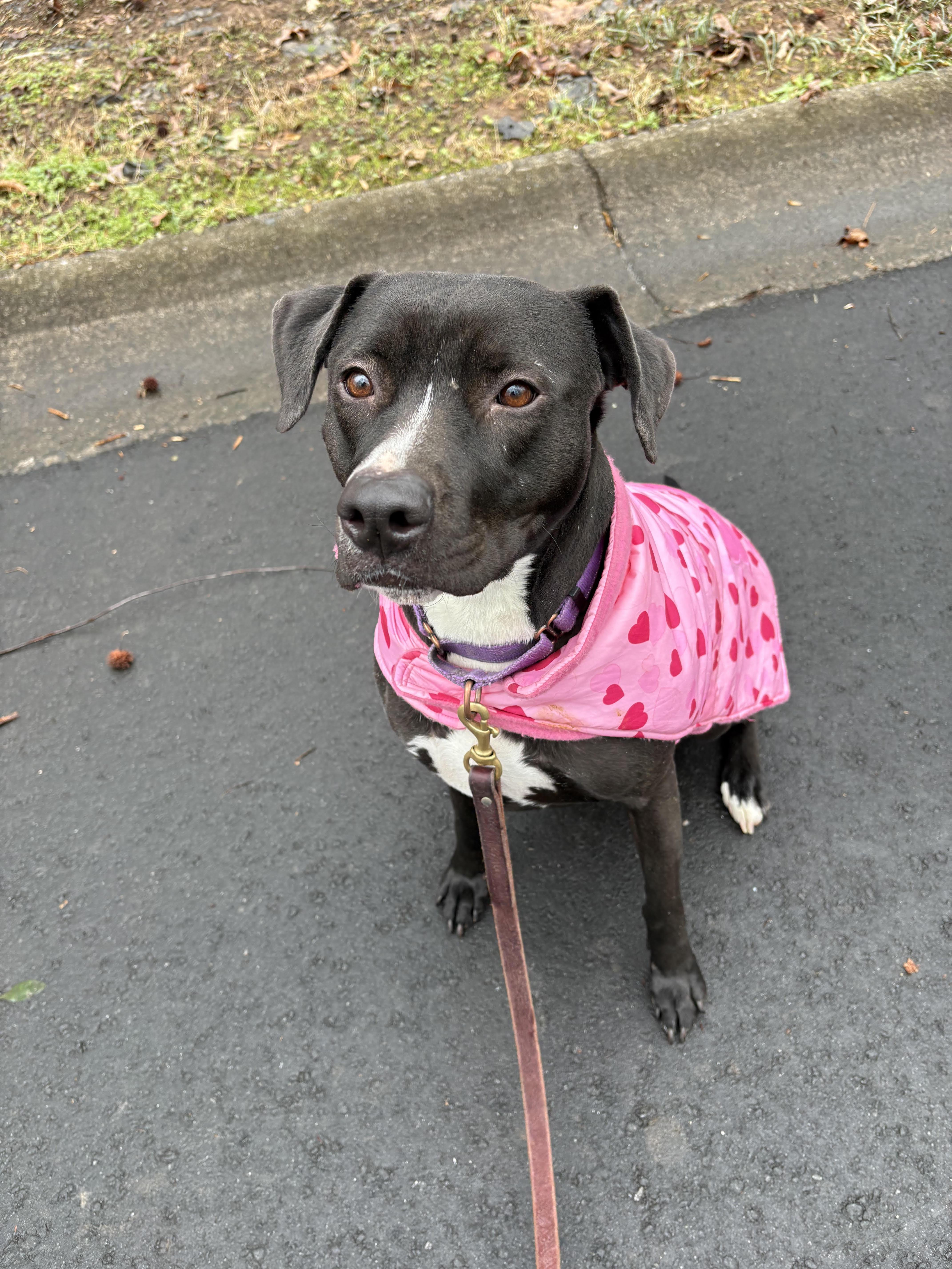 Sierra, Adoptable, Young Female Black Labrador Retriever & Terrier.