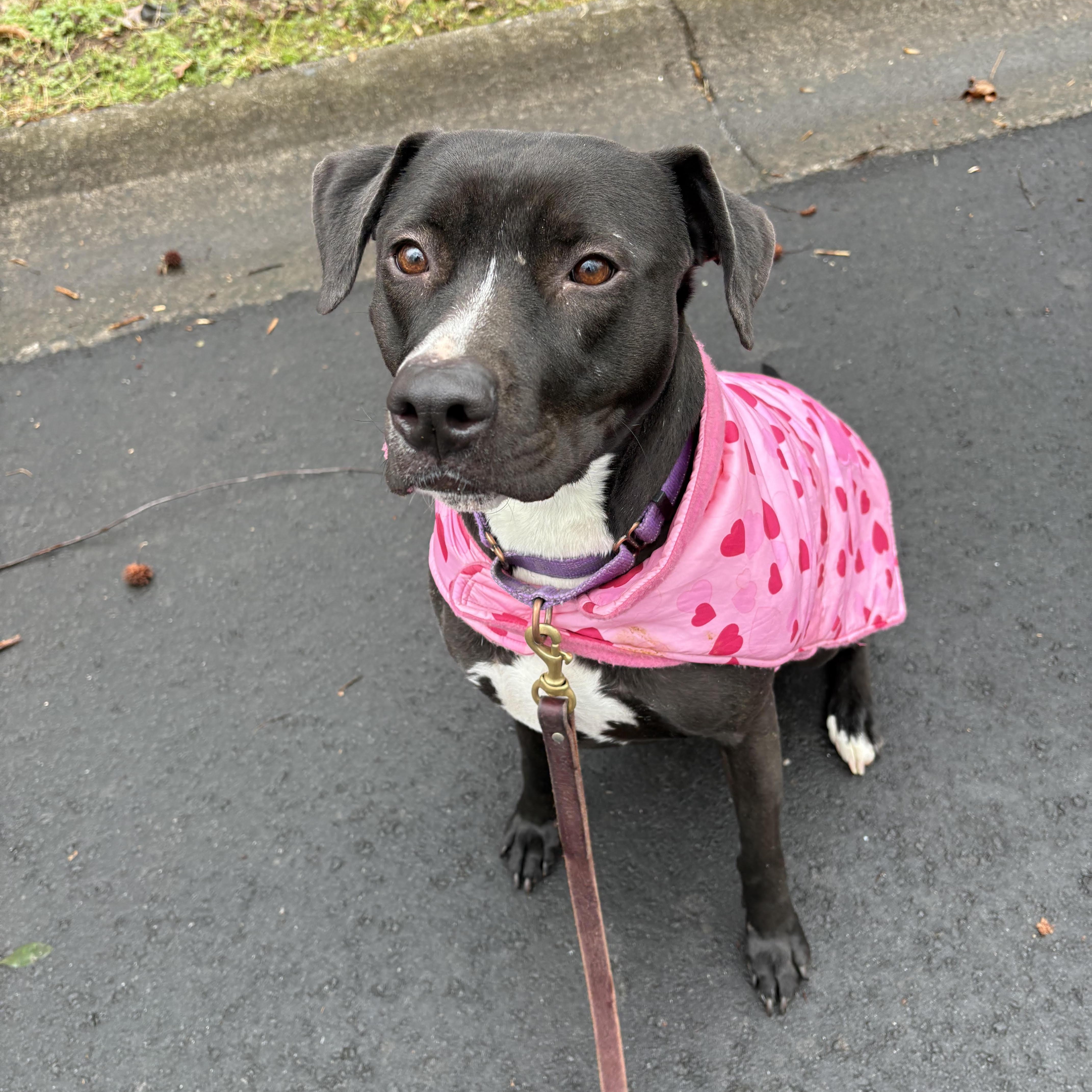 Enlarge Sierra, a Adoptable mixed breed in Cumming, GA image 2/6