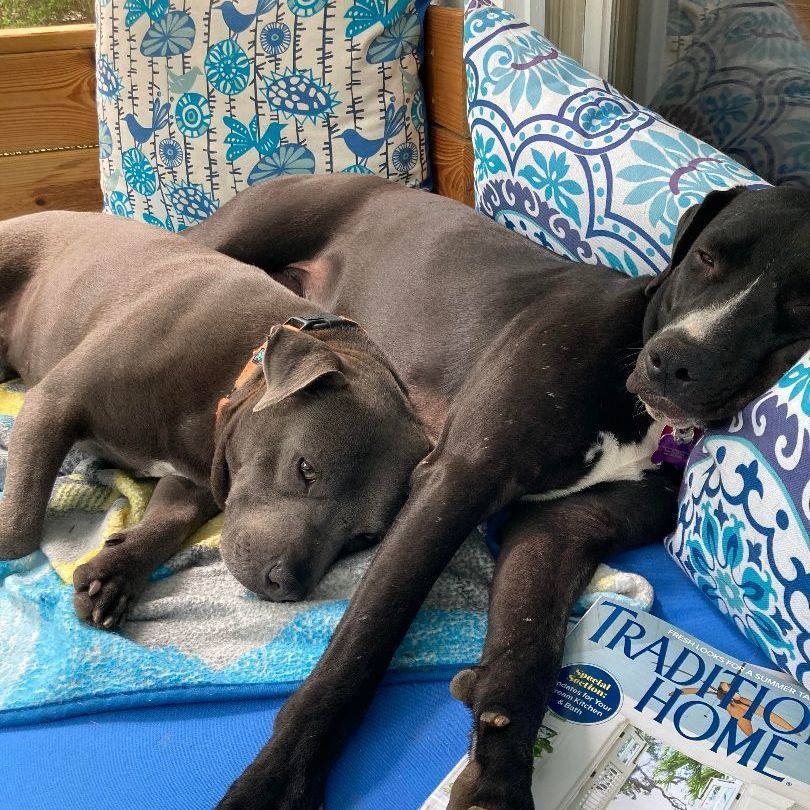 Sierra, a Adoptable mixed breed in Cumming, GA image 3/6