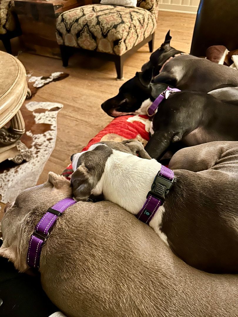 Sierra, a Adoptable mixed breed in Cumming, GA image 6/6