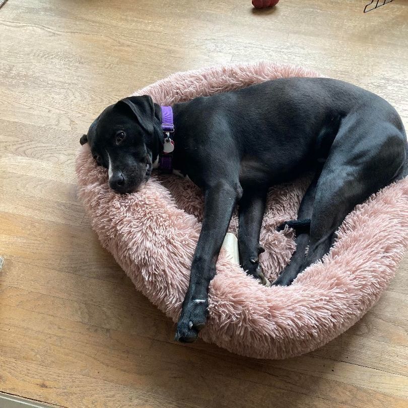 Sierra, a Adoptable mixed breed in Cumming, GA image 5/6