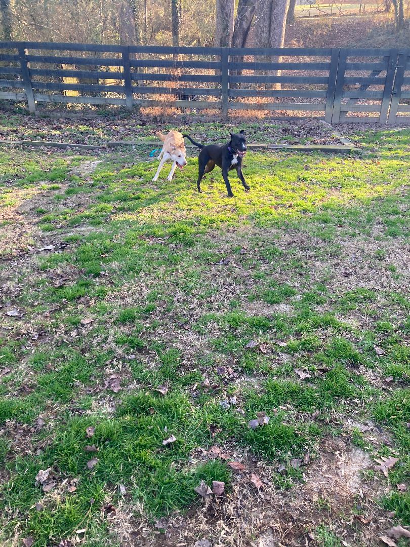Sierra, a Adoptable mixed breed in Cumming, GA image 4/6