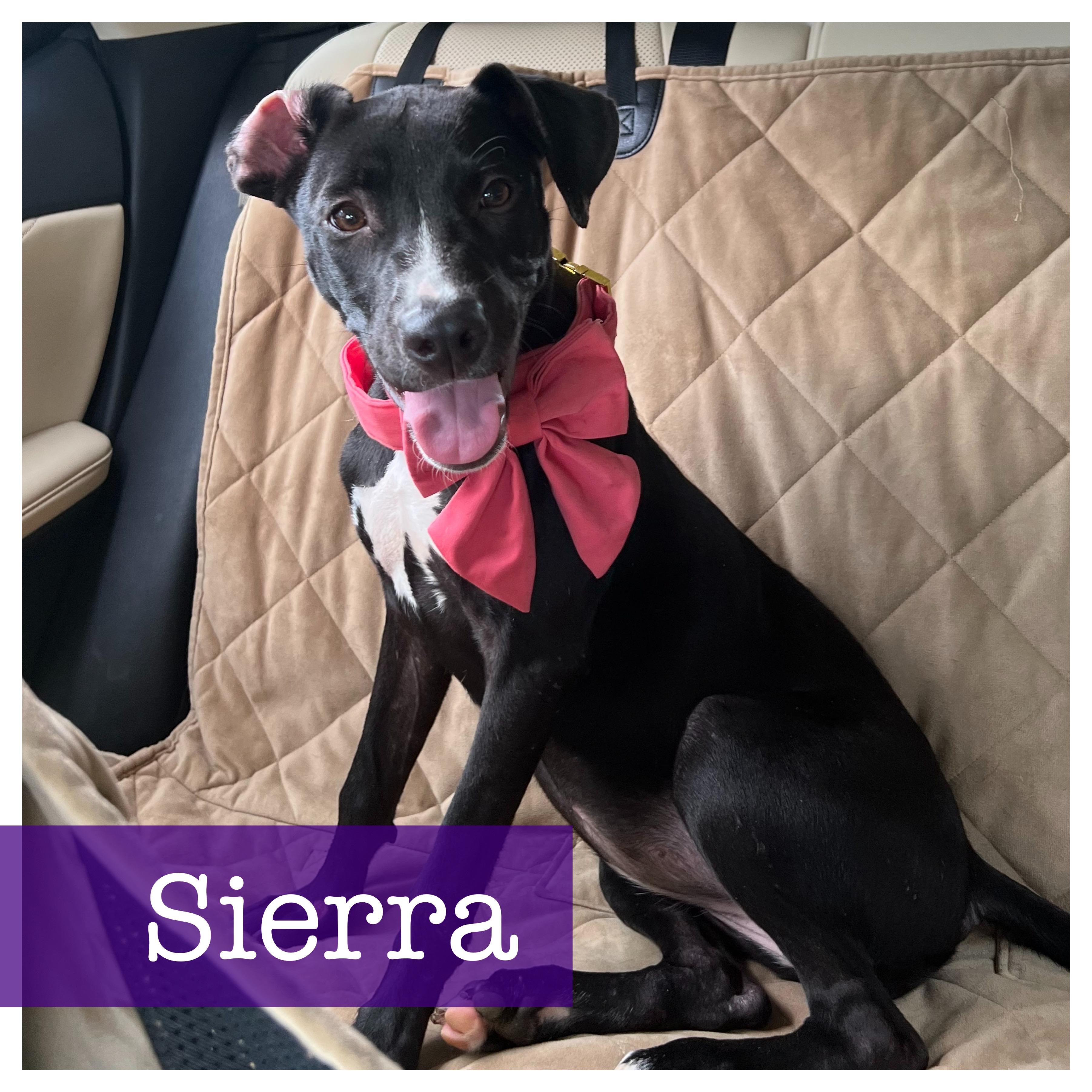 Sierra, a Adoptable mixed breed in Cumming, GA image 1/6
