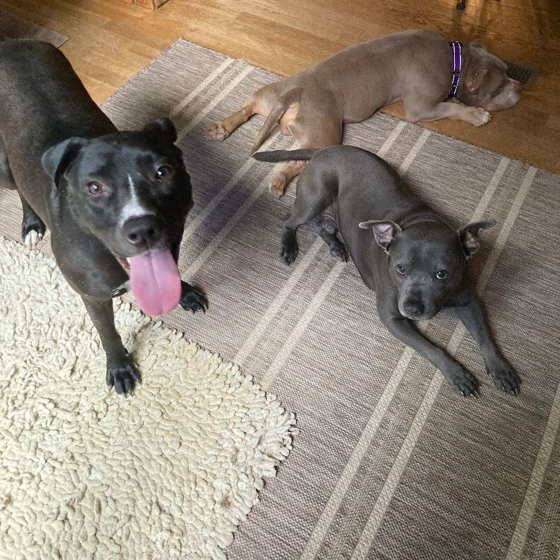 Sierra, a Adoptable mixed breed in Cumming, GA image 2/6