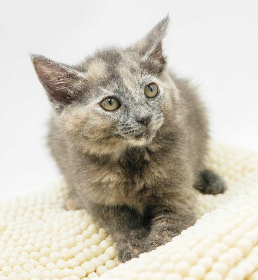 Annie our love! Gorgeous sweet and so funny!, a Adoptable mixed breed in Bedford Hills, NY image 4/6