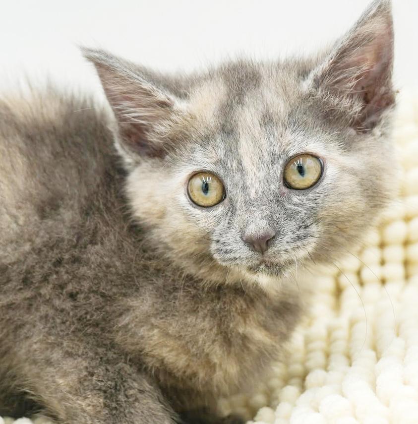Annie our love! Gorgeous sweet and so funny!, Adoptable, Kitten Female Dilute Tortoiseshell & Russian Blue.