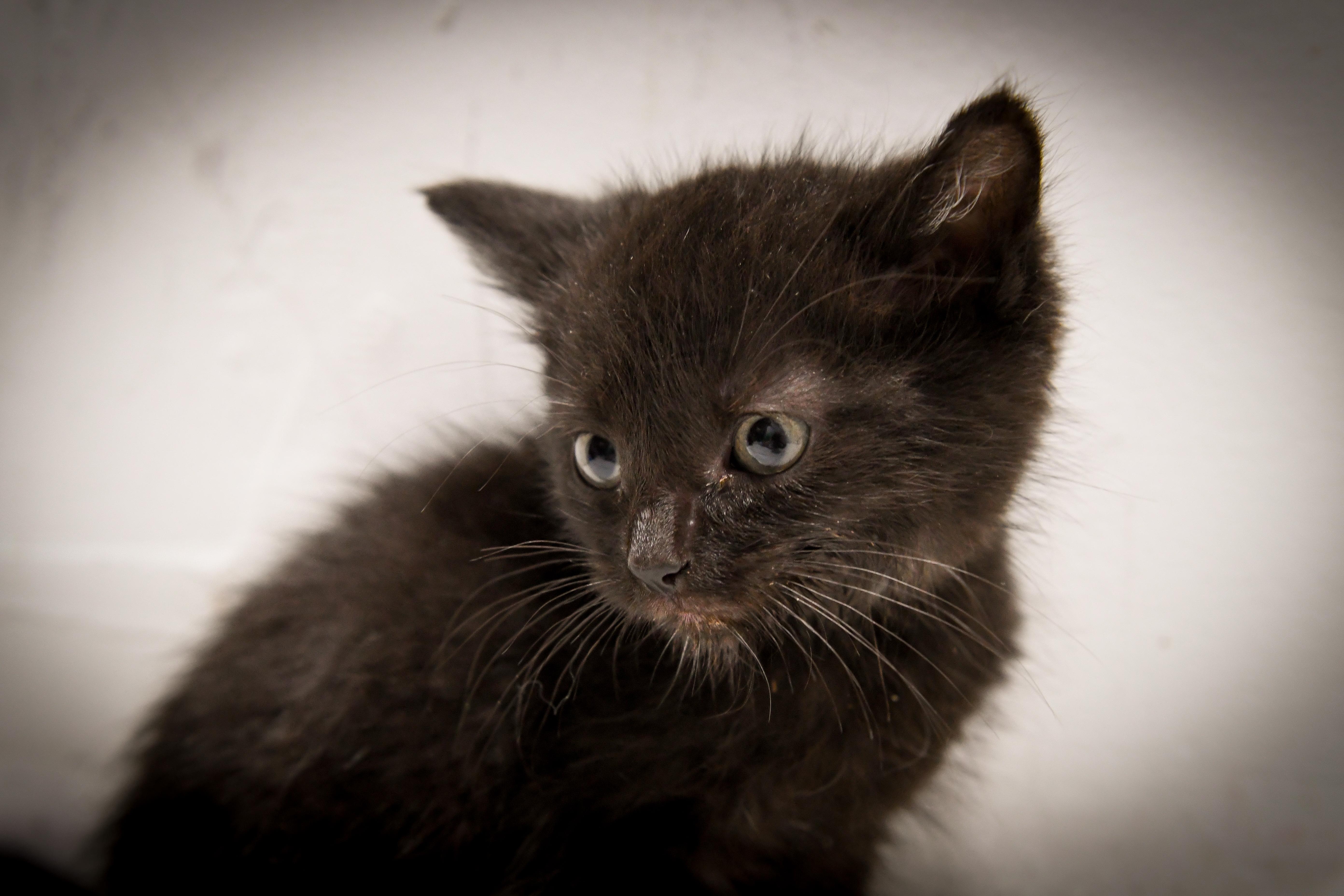 Enlarge Goby, a ADOPTABLE Domestic Short Hair in Port Washington, WI image 1/3