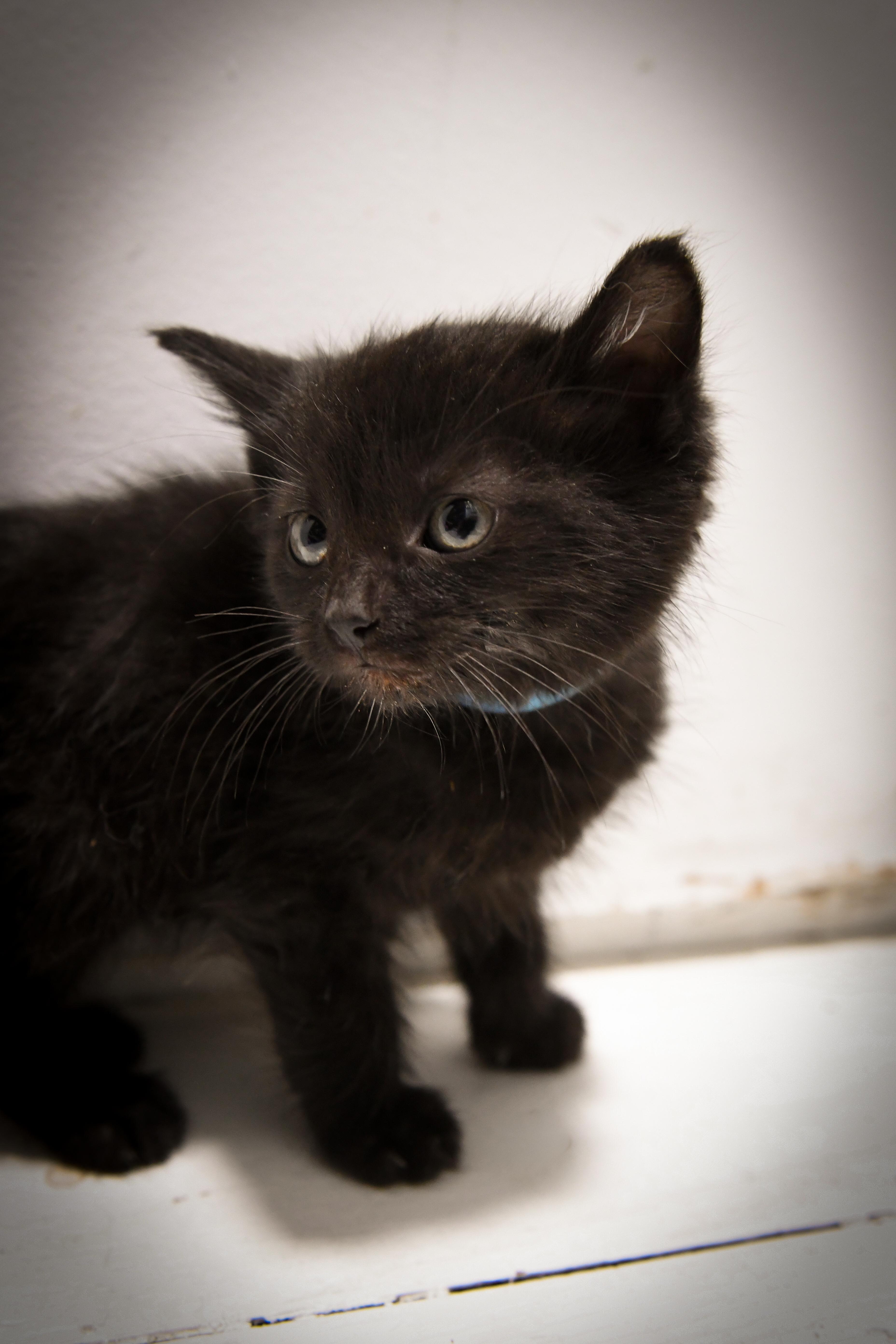 Enlarge Goby, a ADOPTABLE Domestic Short Hair in Port Washington, WI image 2/3
