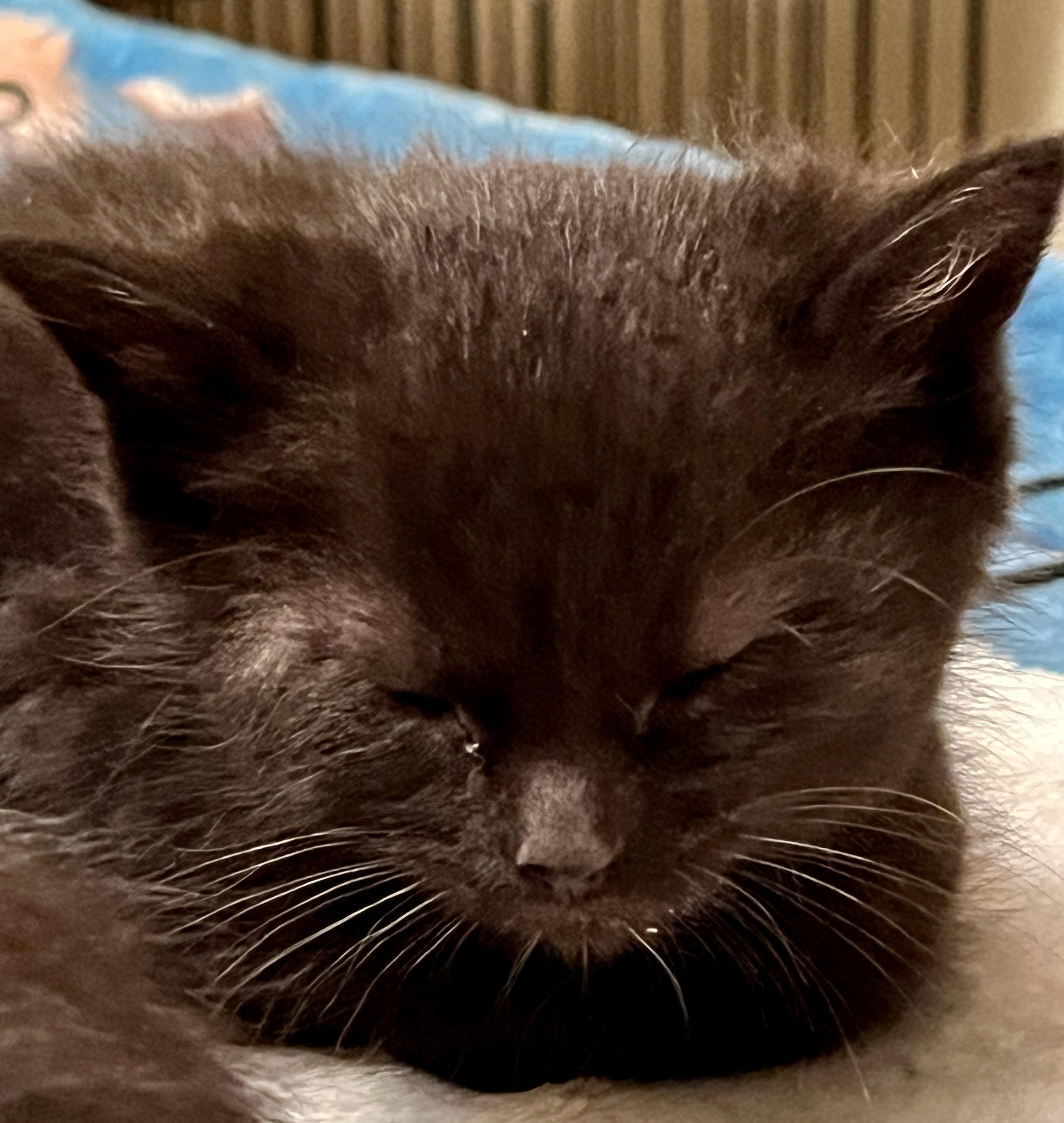 Enlarge Goby, a ADOPTABLE Domestic Short Hair in Port Washington, WI image 3/3