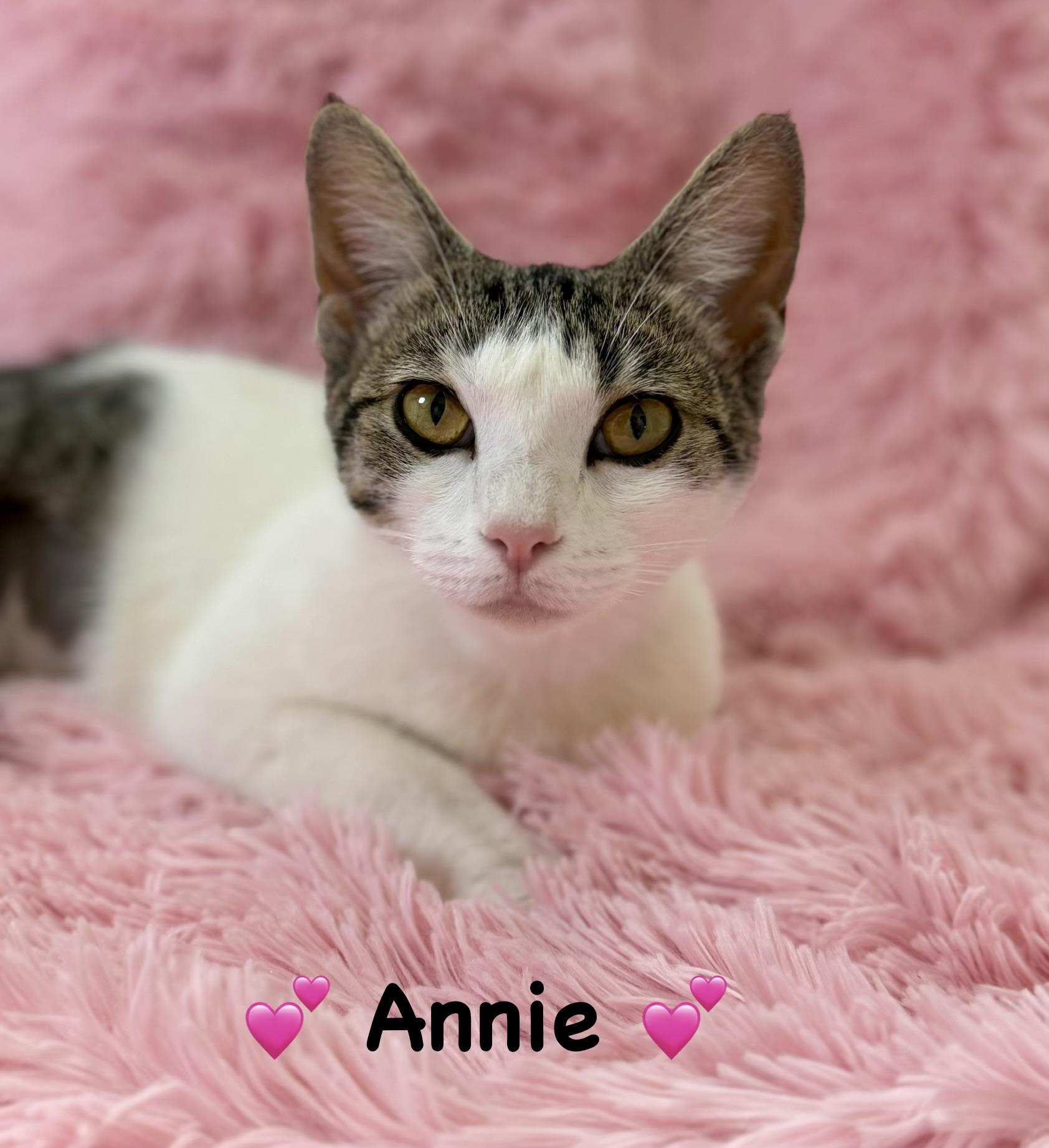 Annie, Adoptable, Young Female Domestic Short Hair.