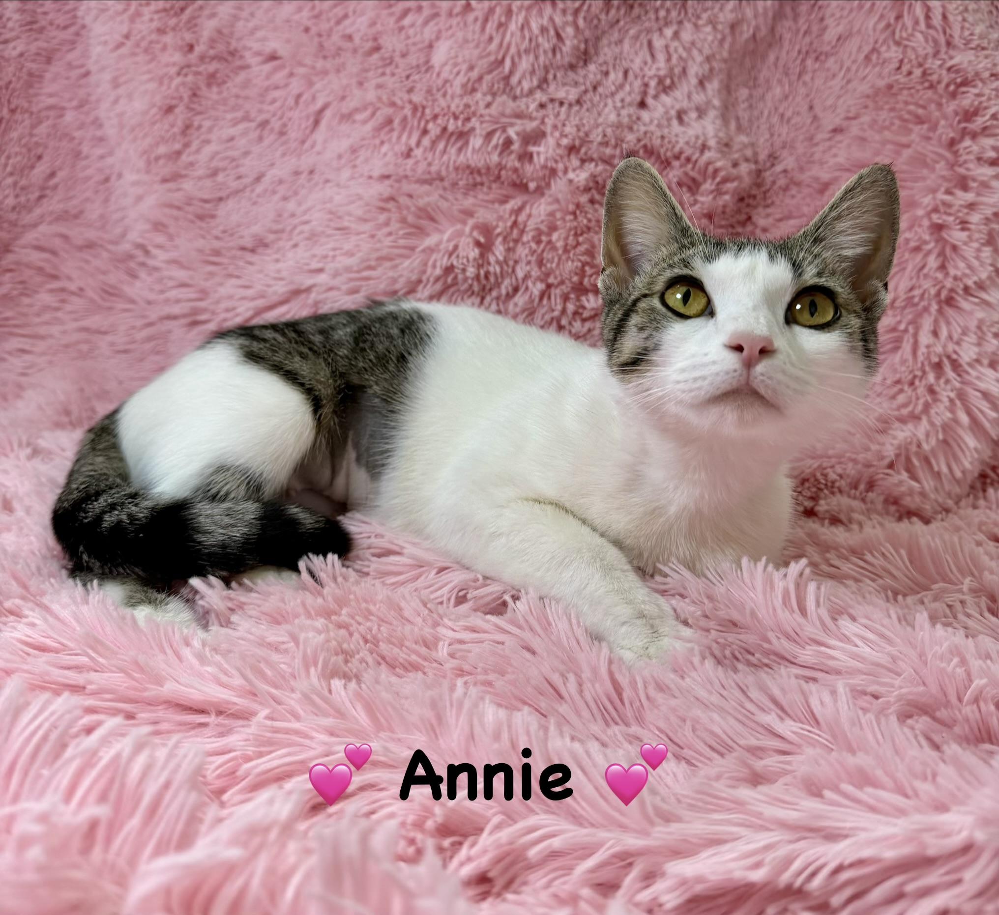 Enlarge Annie, a Adoptable Domestic Short Hair in Copley, OH image 3/3