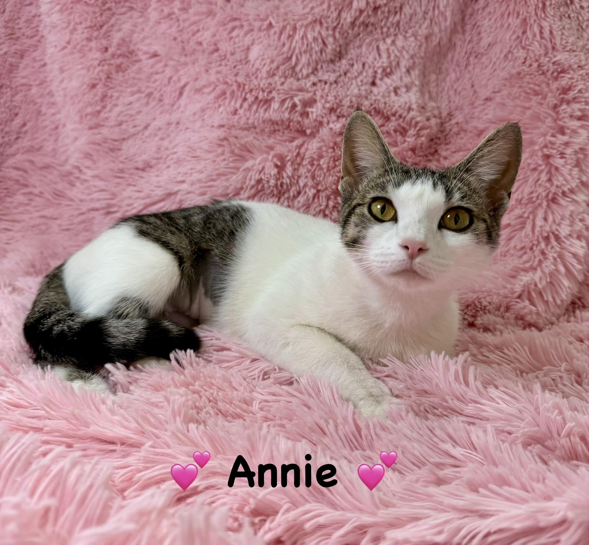 Enlarge Annie, a Adoptable Domestic Short Hair in Copley, OH image 2/3