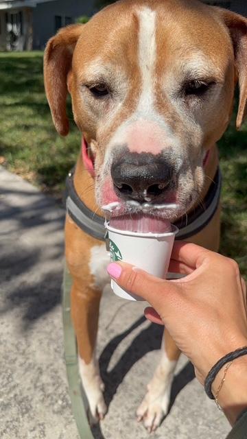 Kingston, a Adoptable mixed breed in DELRAY BEACH, FL image 3/4