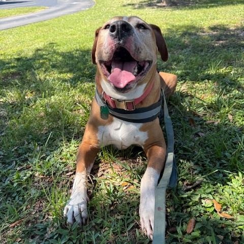 Kingston, a Adoptable mixed breed in DELRAY BEACH, FL image 2/4