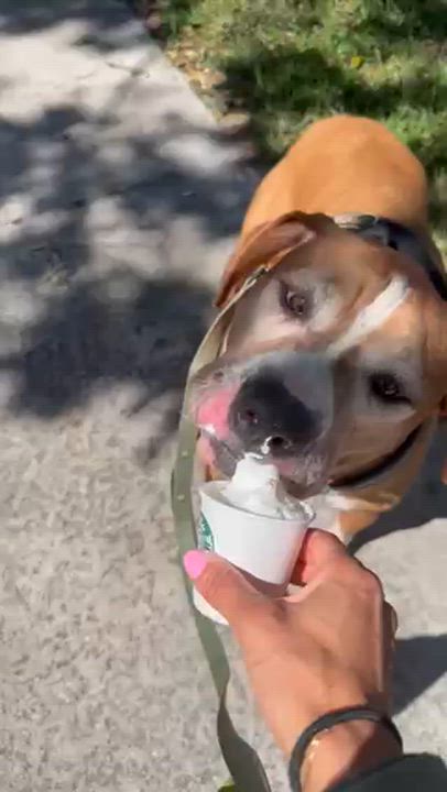 Enlarge Kingston, a Adoptable mixed breed in DELRAY BEACH, FL video 4/4