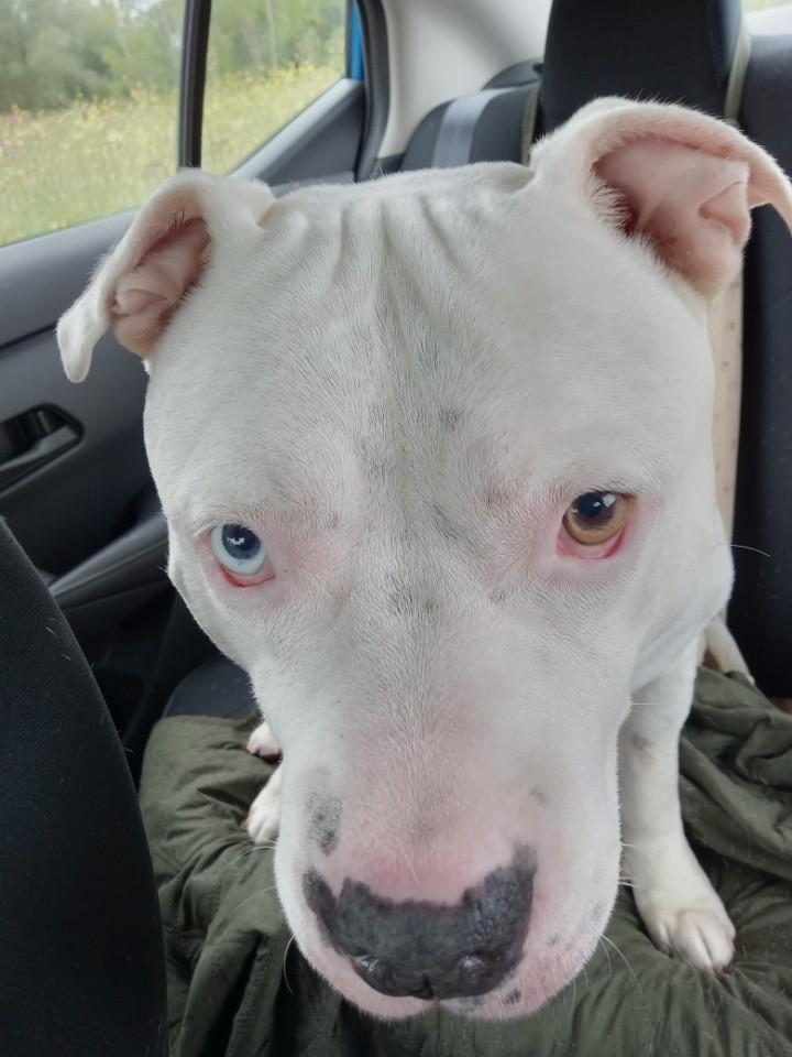 Enlarge Jake, a Adoptable Pit Bull Terrier in Rochester, NY image 1/2