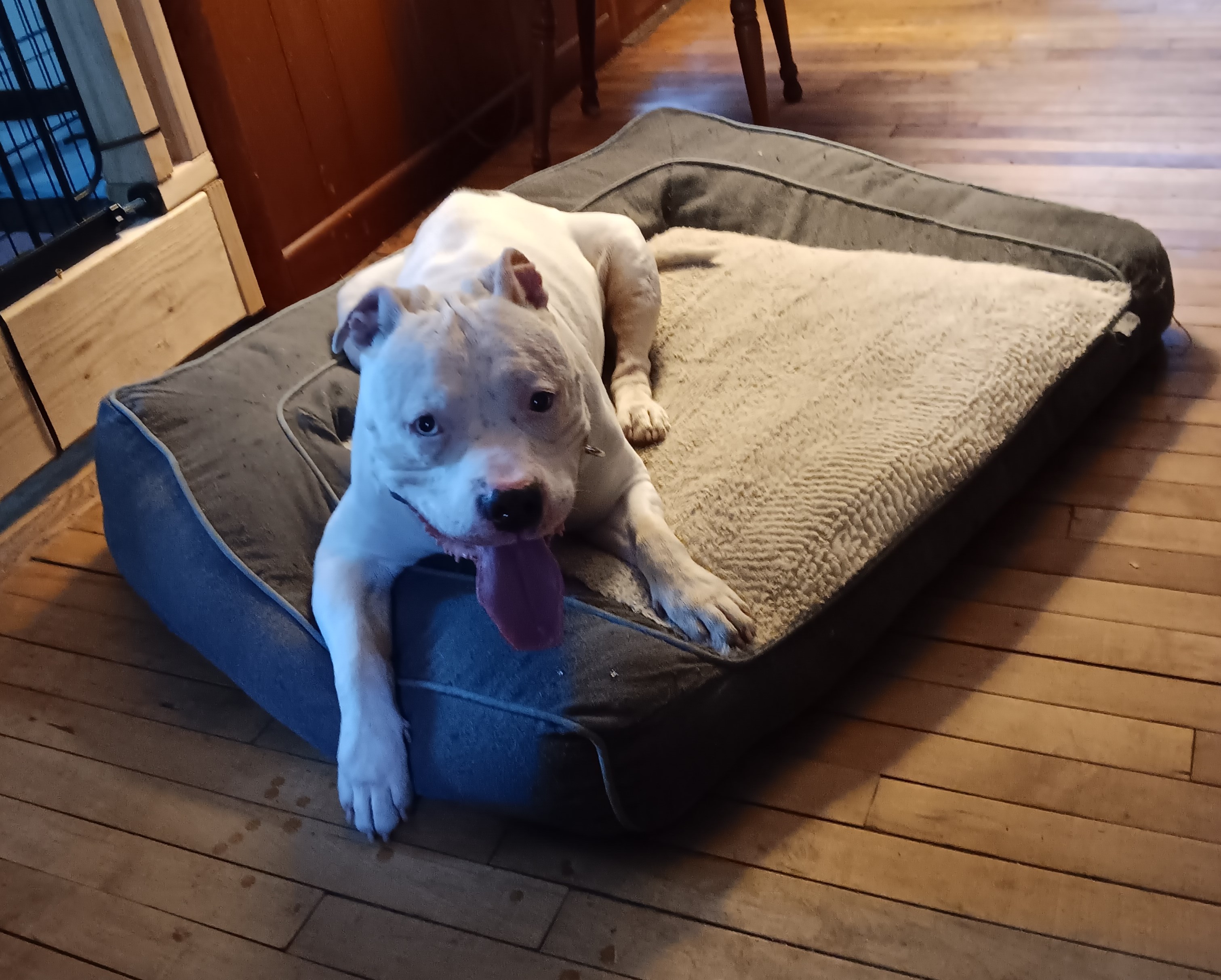 Enlarge Bo, a Adoptable Pit Bull Terrier in Rochester, NY image 5/5