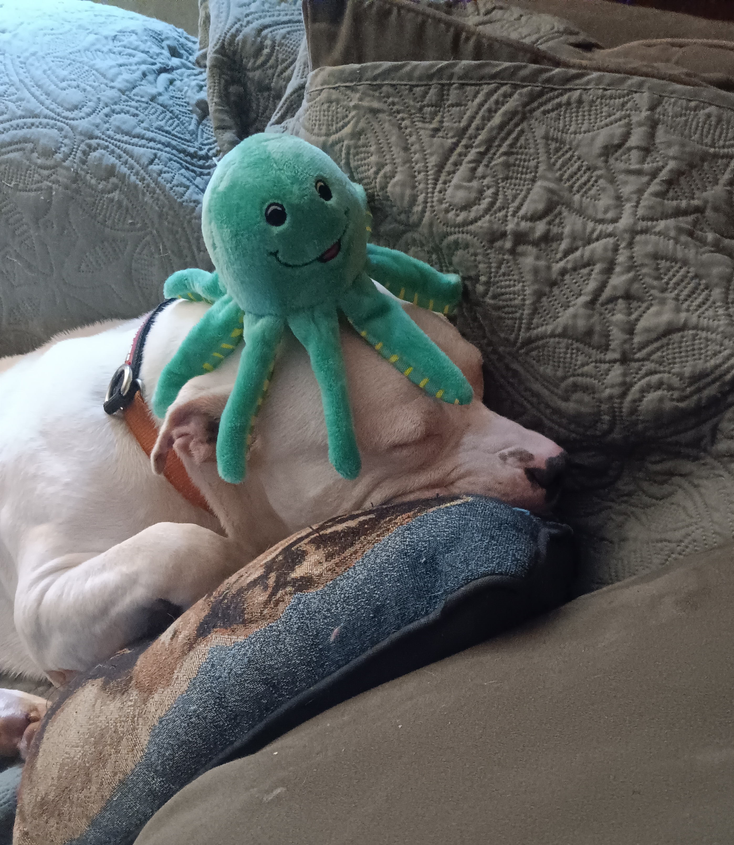 Enlarge Bo, a Adoptable Pit Bull Terrier in Rochester, NY image 3/5