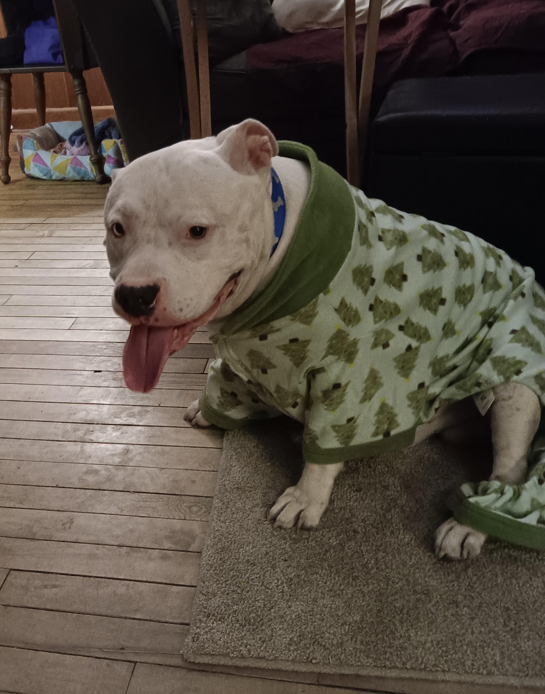 Enlarge Bo, a Adoptable Pit Bull Terrier in Rochester, NY image 2/5