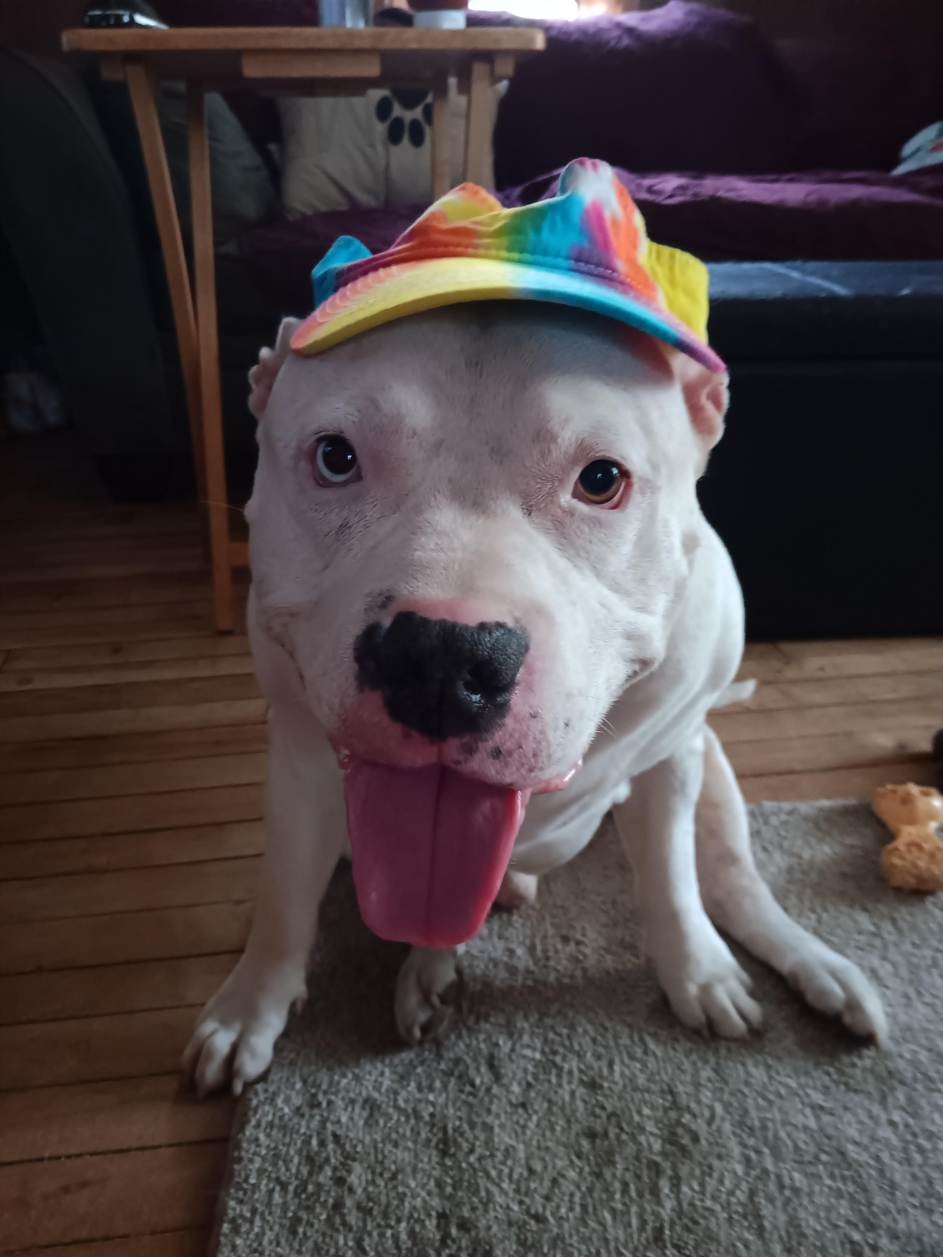Bo, Adoptable, Adult Male Pit Bull Terrier.