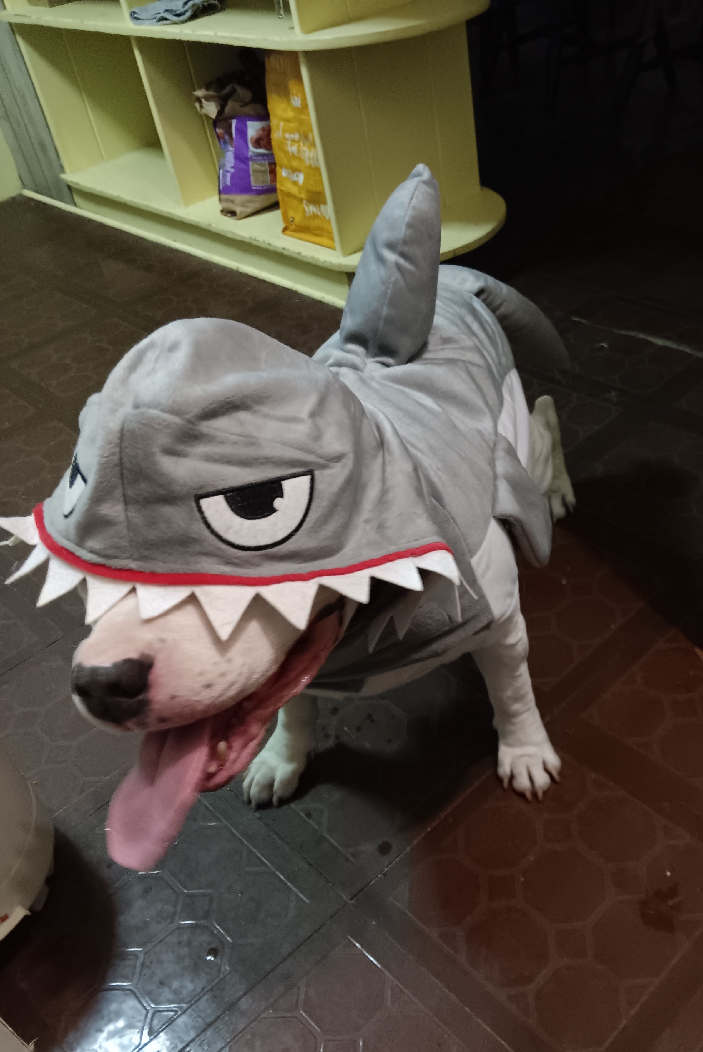 Enlarge Bo, a Adoptable Pit Bull Terrier in Rochester, NY image 4/5