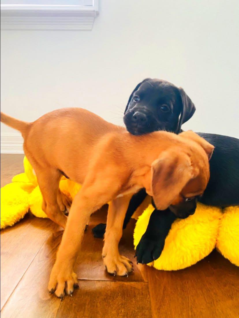 Porterhouse, an adoptable Terrier, Black Labrador Retriever in Aberdeen, SD, 57401 | Photo Image 3