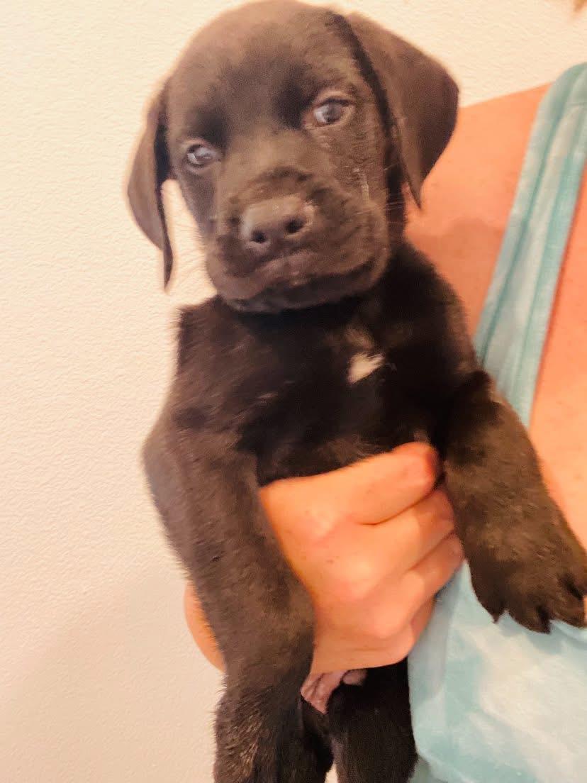 Porterhouse, an adoptable Terrier, Black Labrador Retriever in Aberdeen, SD, 57401 | Photo Image 2