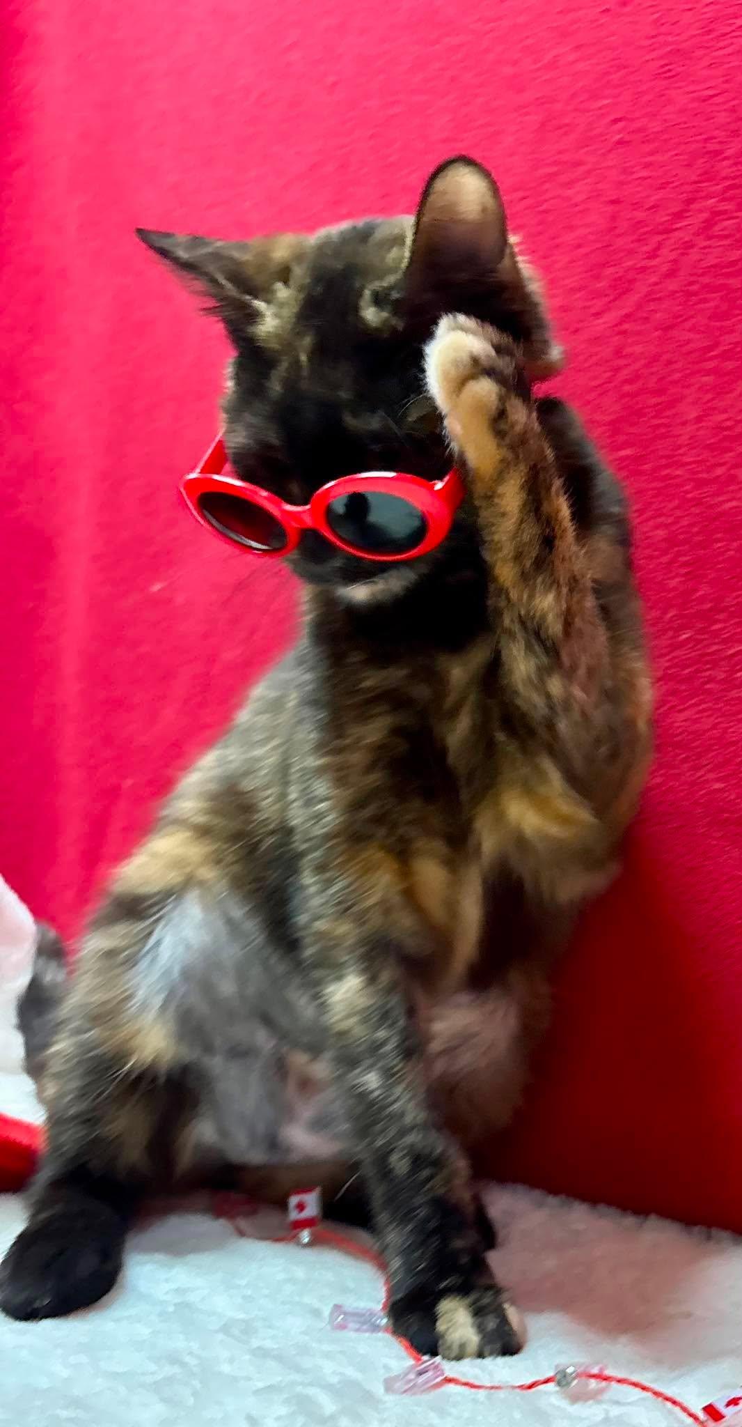 LUCY 2, an adopted Domestic Short Hair in Tillsonburg, ON image 4/5