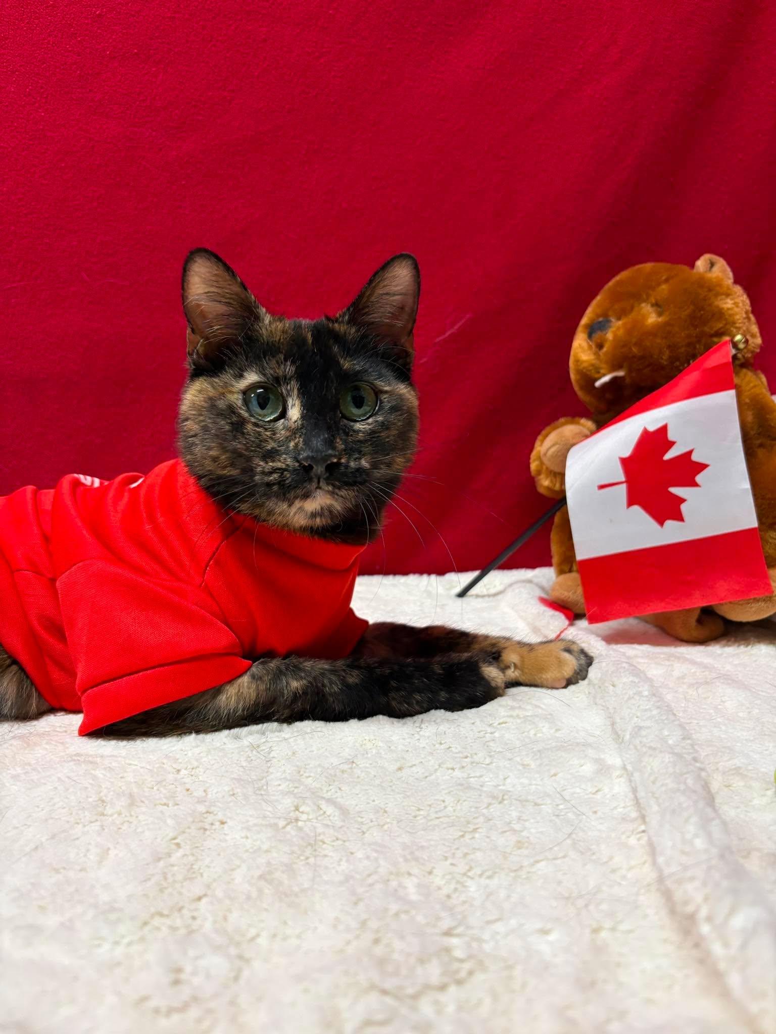 LUCY 2, an adopted Domestic Short Hair in Tillsonburg, ON image 1/5