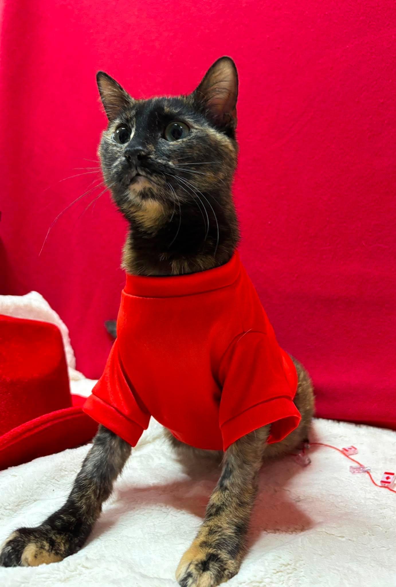 LUCY 2, an adopted Domestic Short Hair in Tillsonburg, ON image 5/5